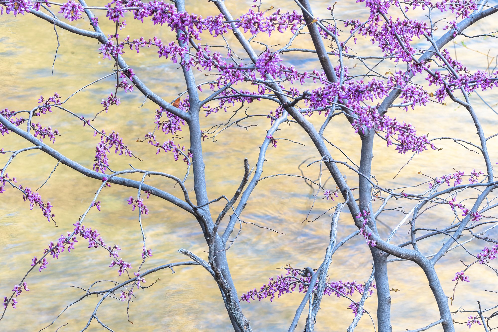 Long exposure in Yosemite National Park. Image by William Neill