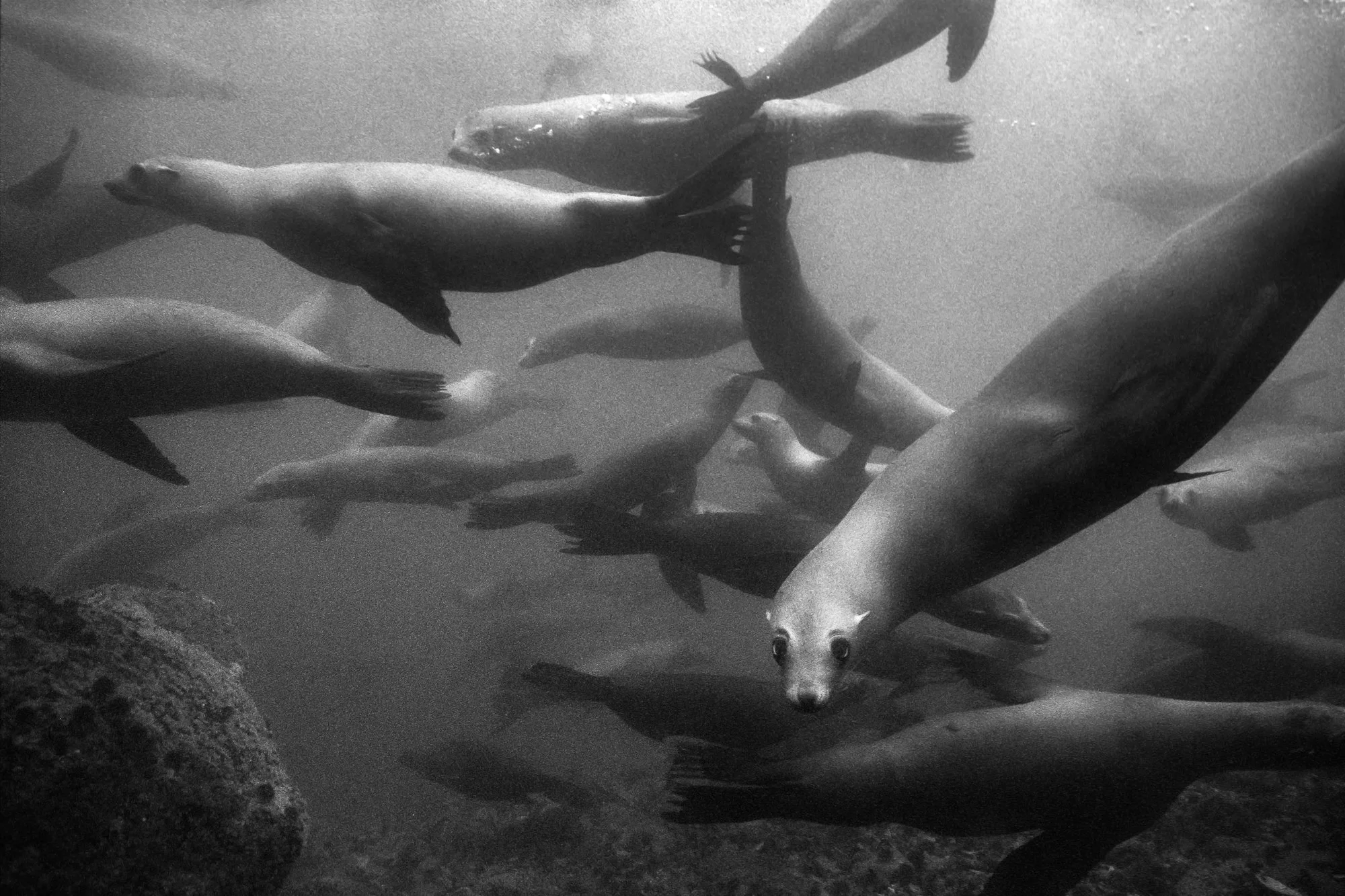 Playful pinnipeds in the Monterey Bay. Taken on film with a Nikonos V. Image by Effie Benjamin