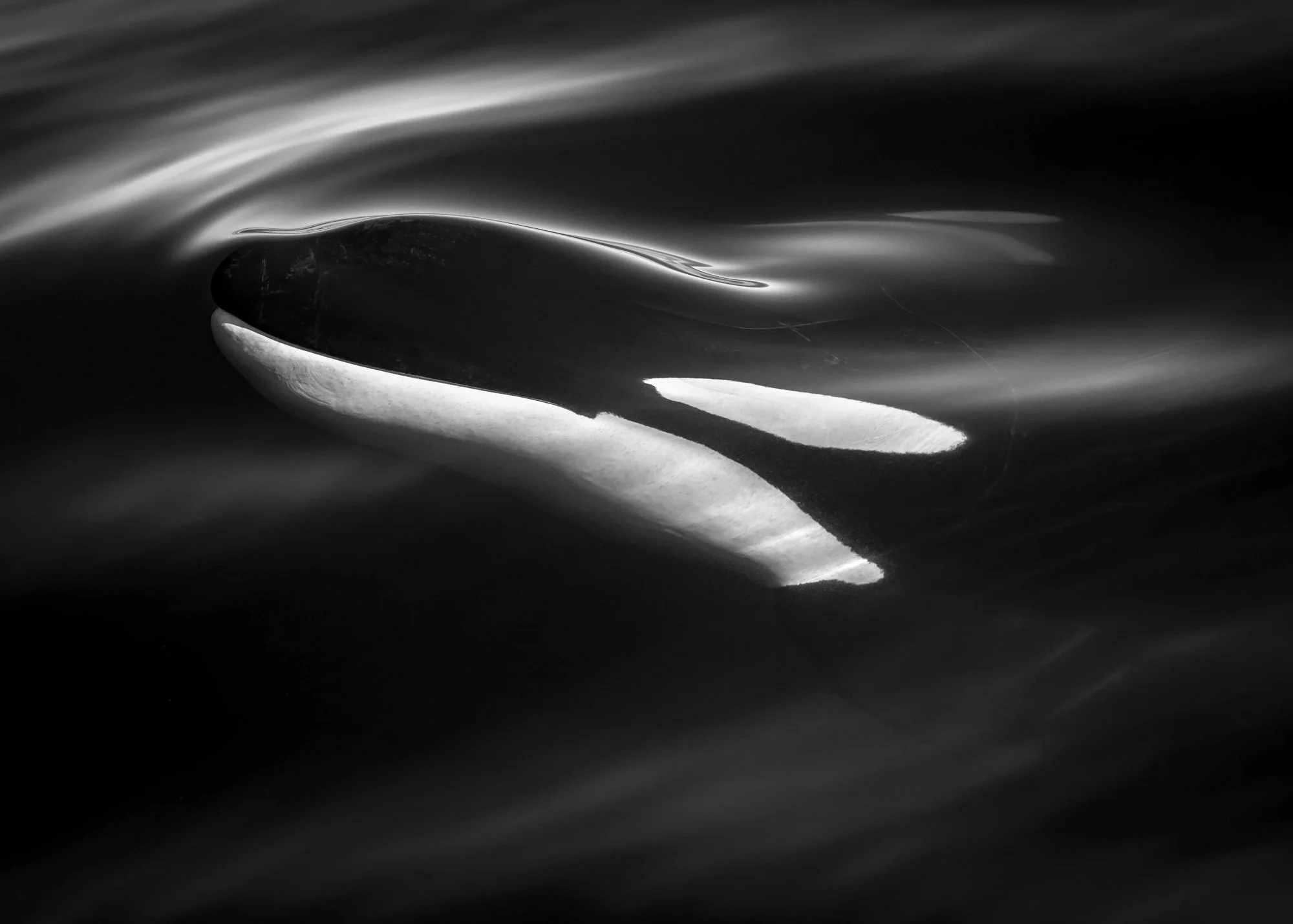 Orca rises to the surface of the ocean, alongside the Sanctuary boat in Monterey Bay. Image by Chase Dekker