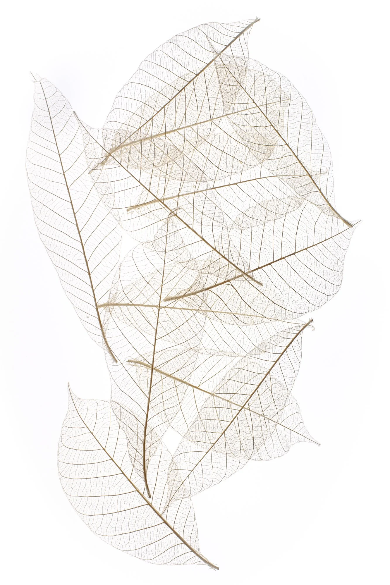 Skeleton Leaves. Image by Ilene Hertz
