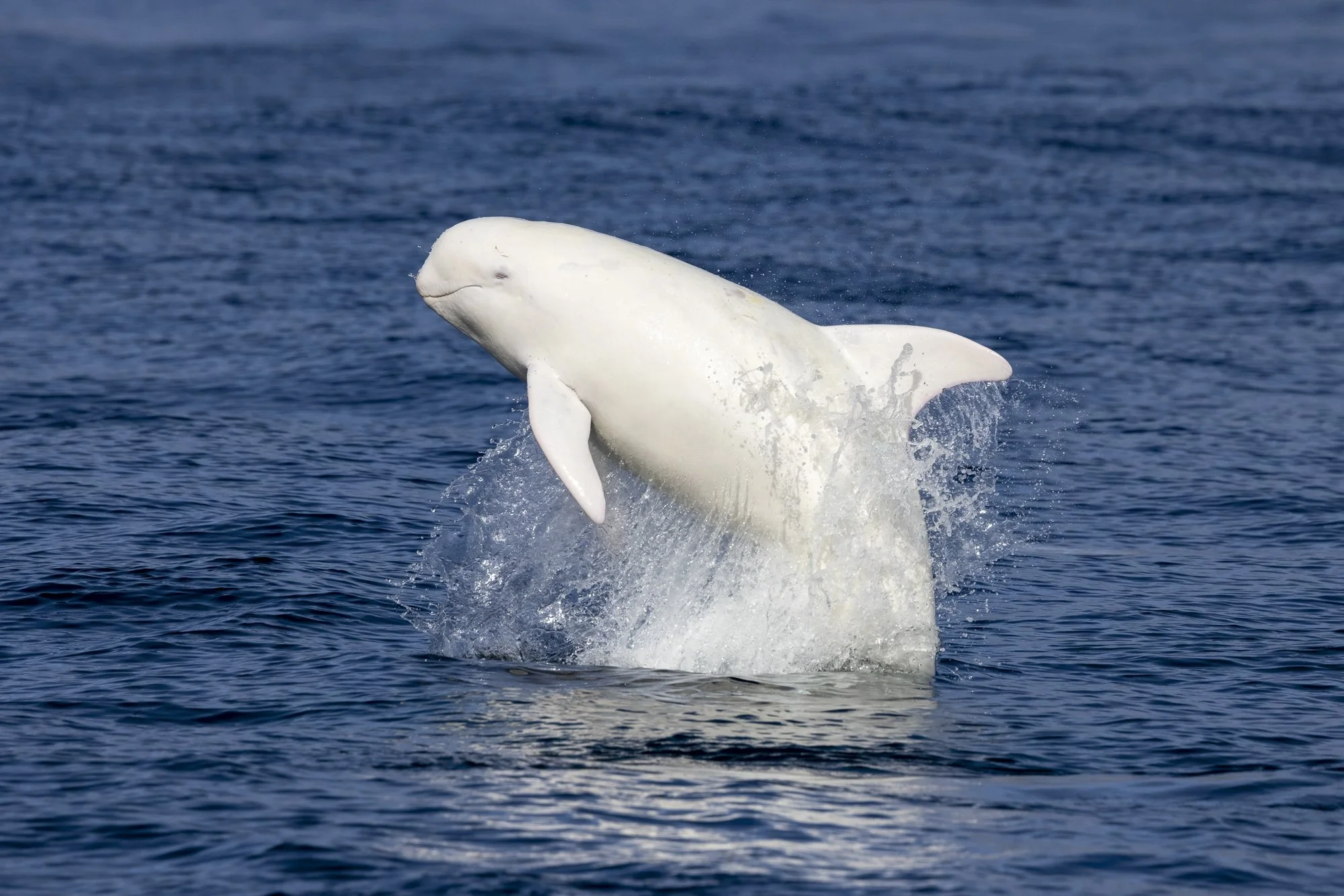 Casper the albino Risso's dolphin breaching in the Monterey Bay. Image by Scottie Schmidt