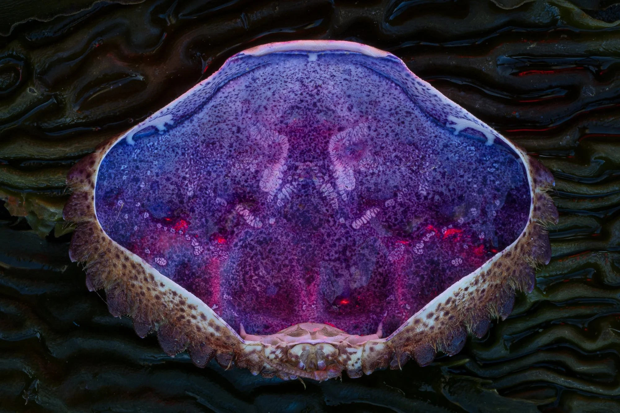 Crab shell on kelp, taken in Point Lobos. Image by Mark Diekhans