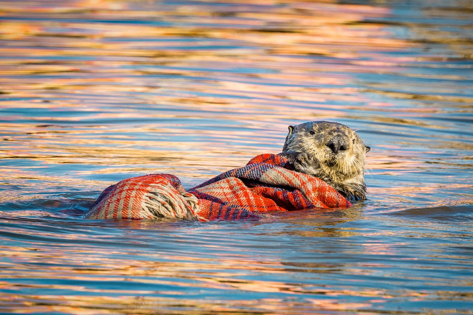 An otter wrapped in a blanket at Moss Landing. Image by George Cameron
