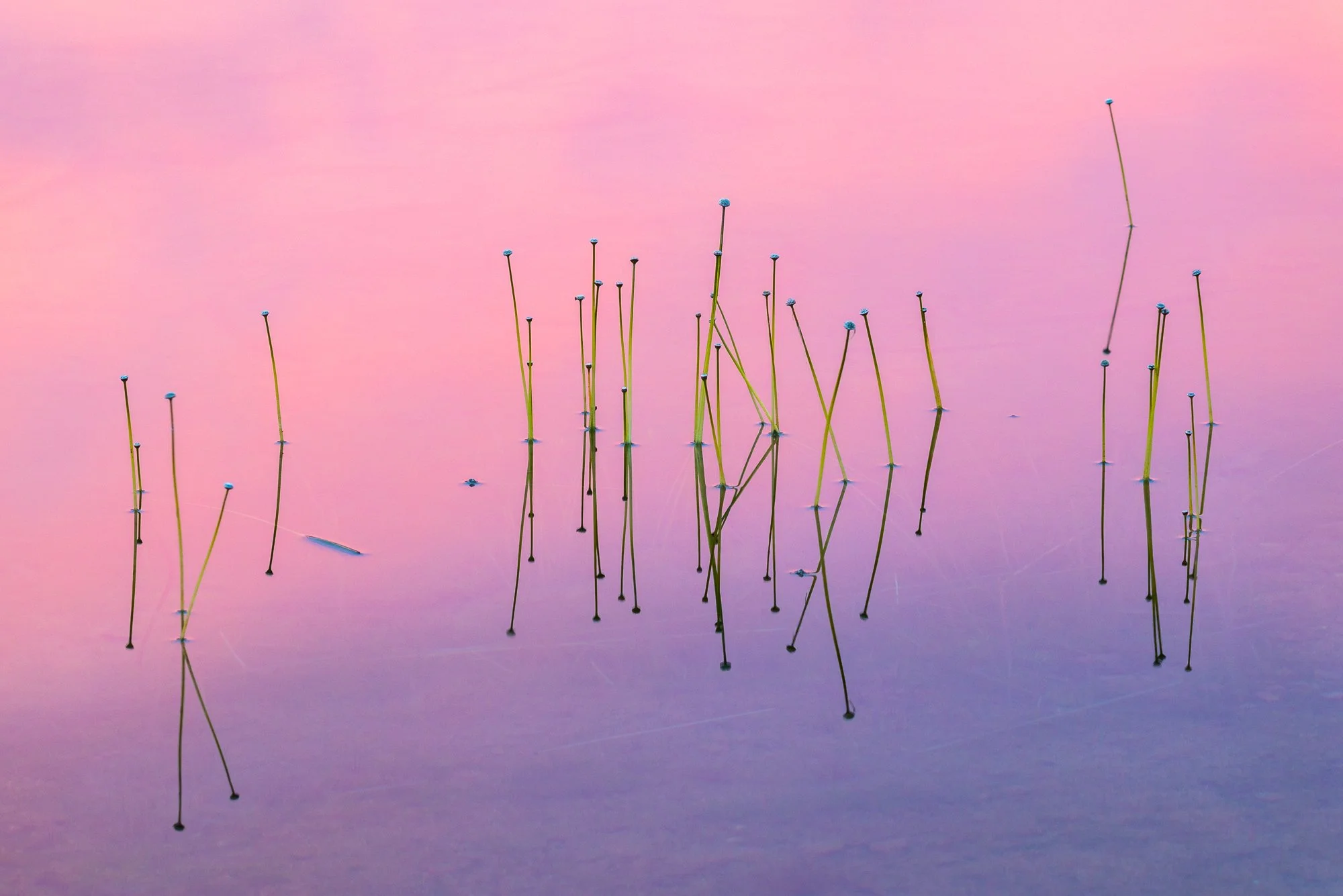 Sunset reflection in Acadia National Park. Image by John Putnam