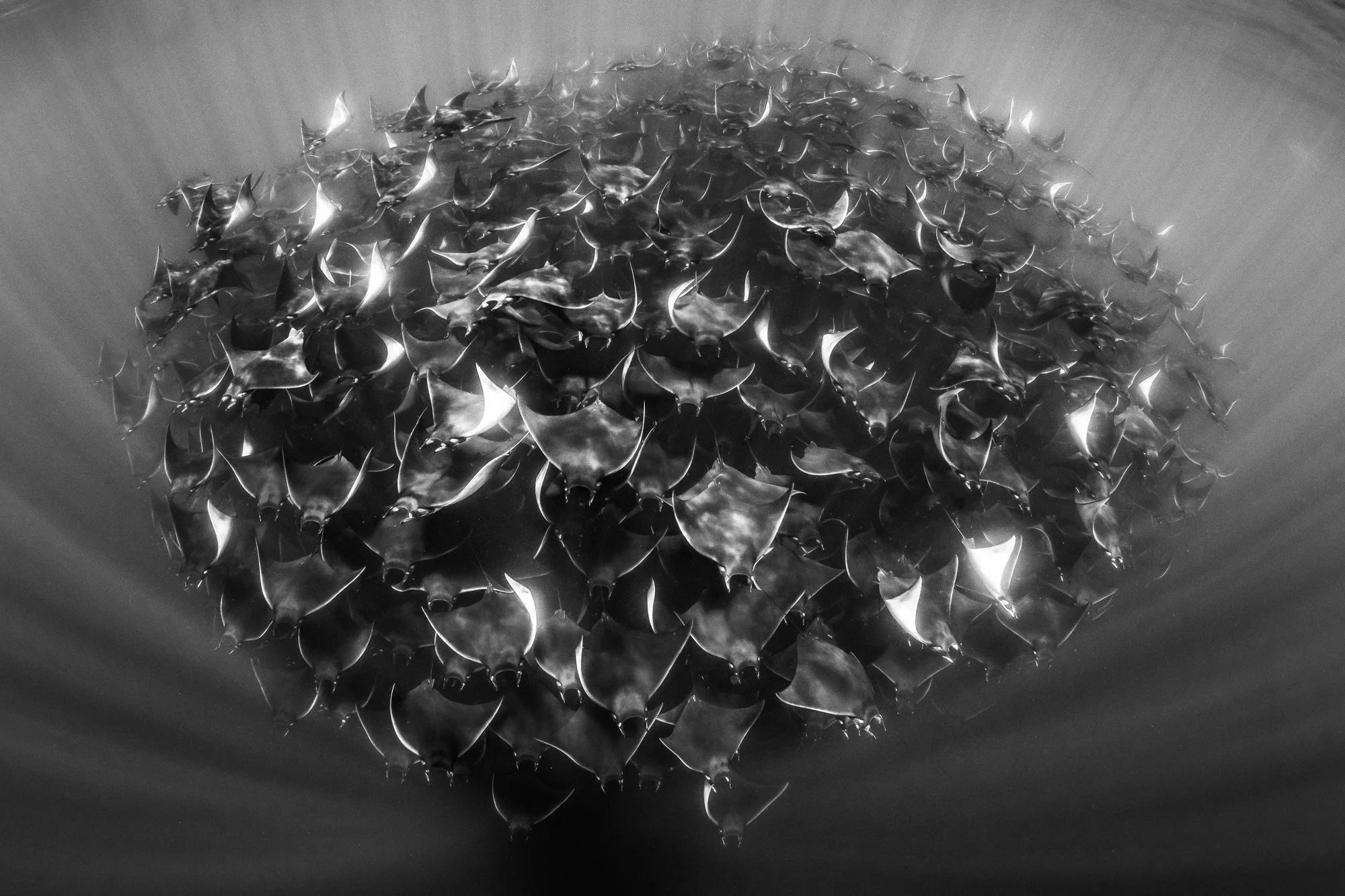Mobula ray aggregation in the Sea of Cortez. Image by Kat Rose