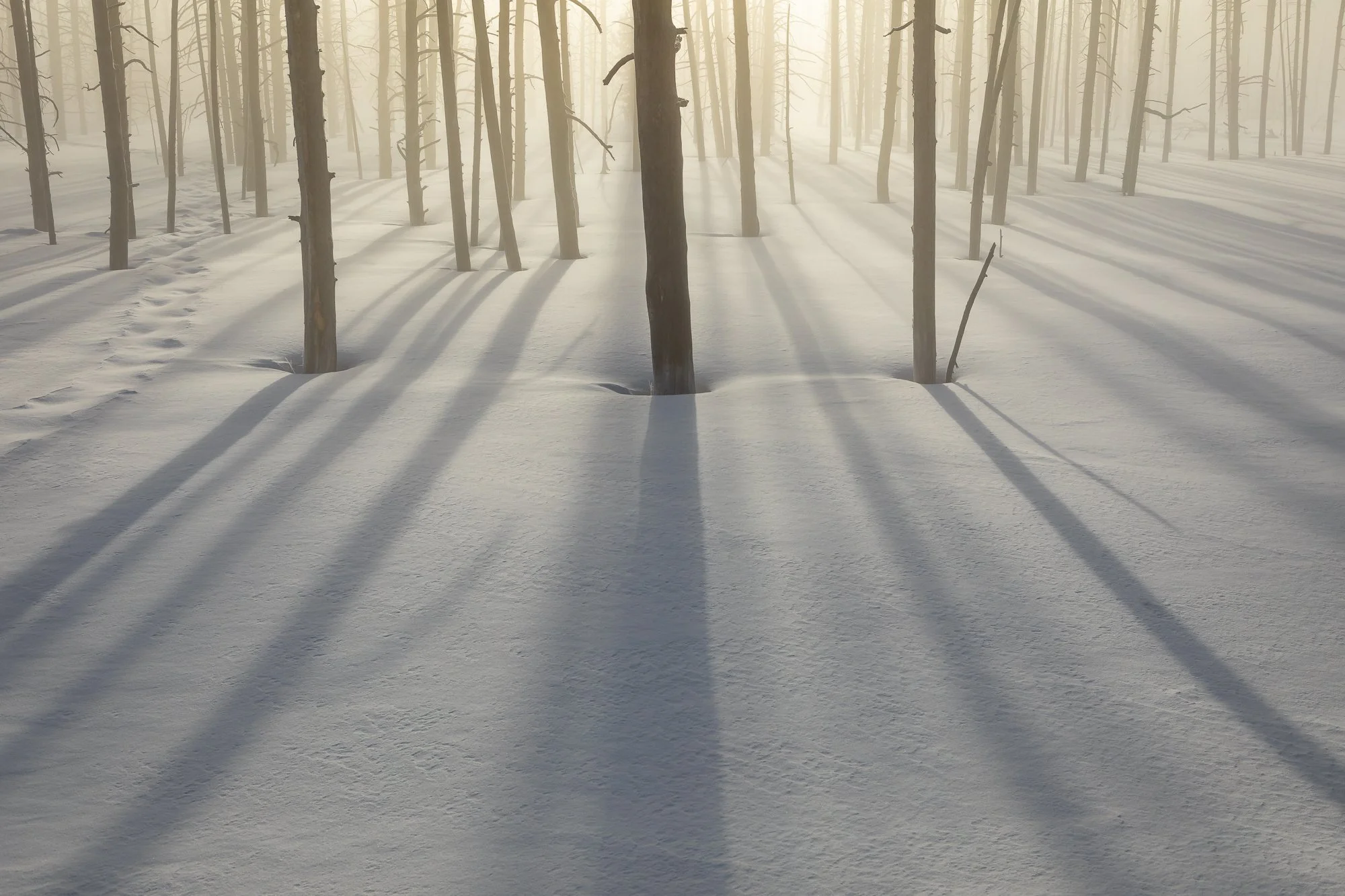 God rays in the forest. Taken in Yellowstone National Park. Image by Paul Zaretsky