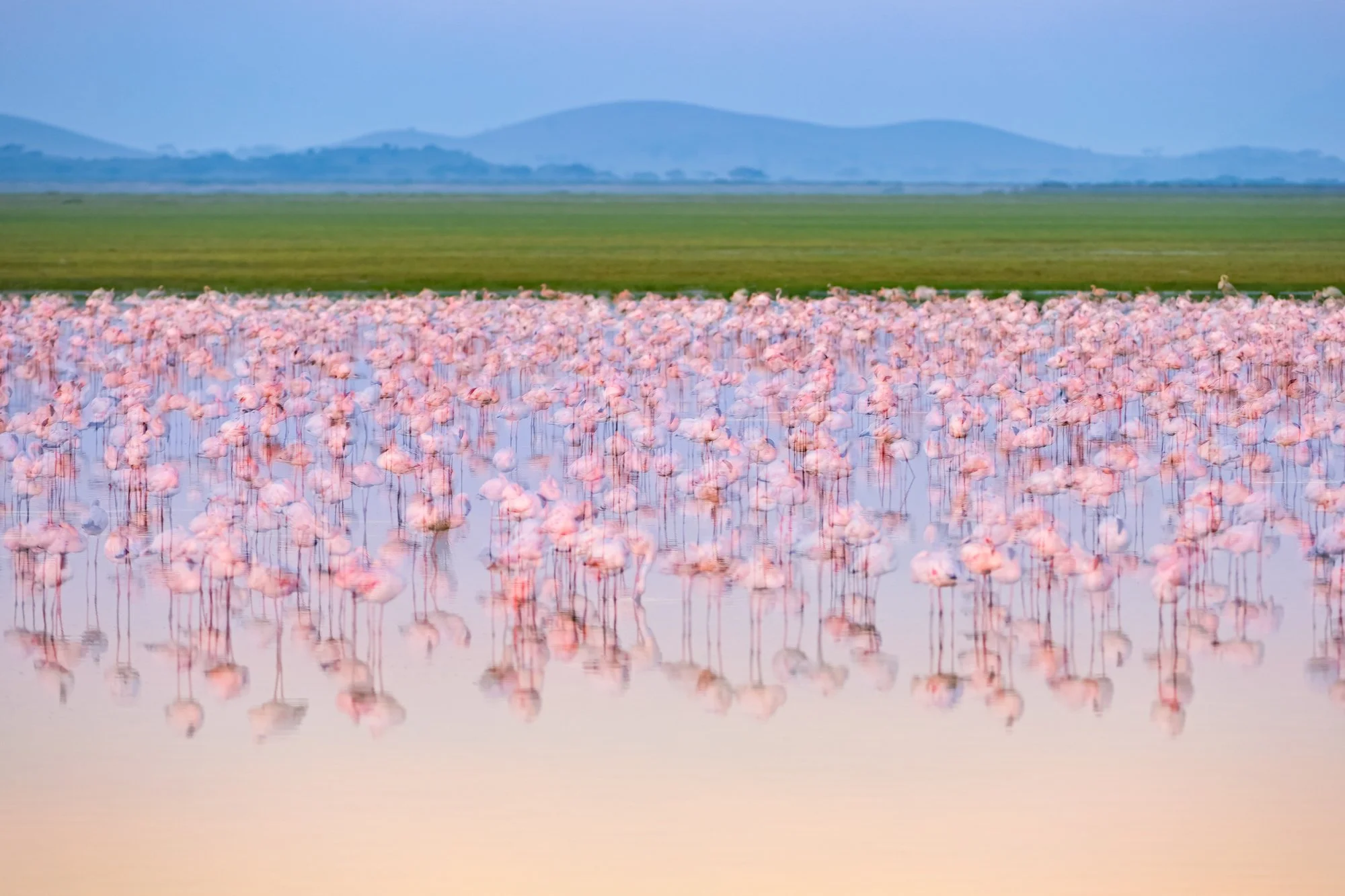 Long exposure of flamingo flock in Amboseli National Park. Image by Kevin Osborn