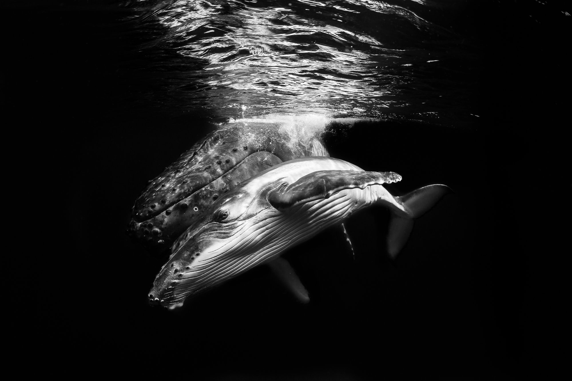 Humpback whale mom and calf. Image by Nadia Aly
