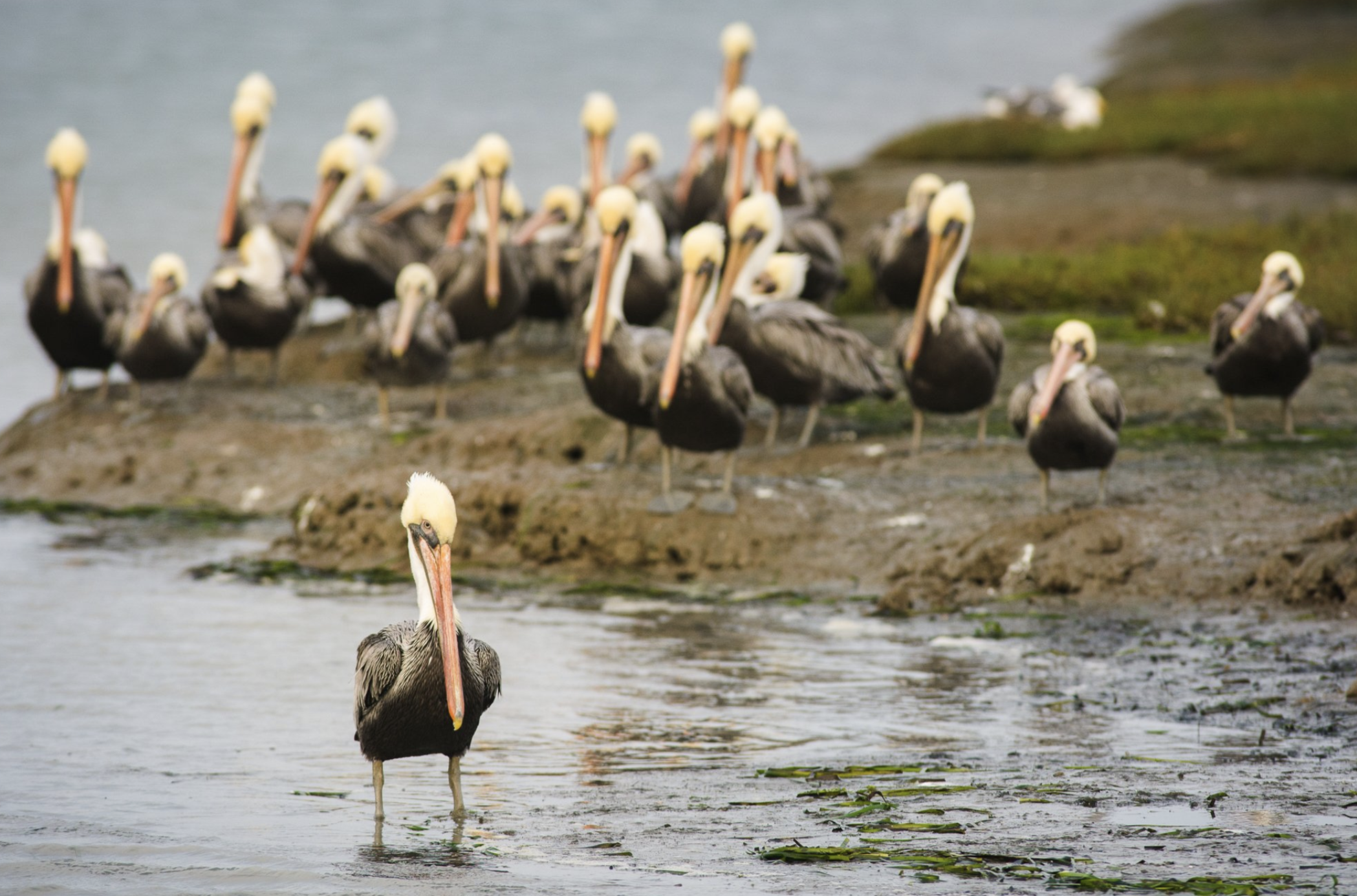 Screenshot 2024-04-18 at 12.24.08 PM.png