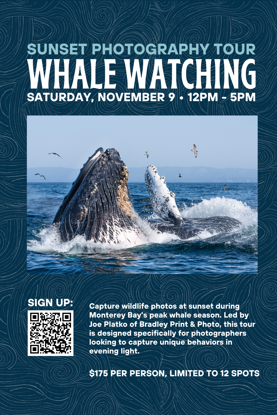 Sunset Whale Watching Photography Tour