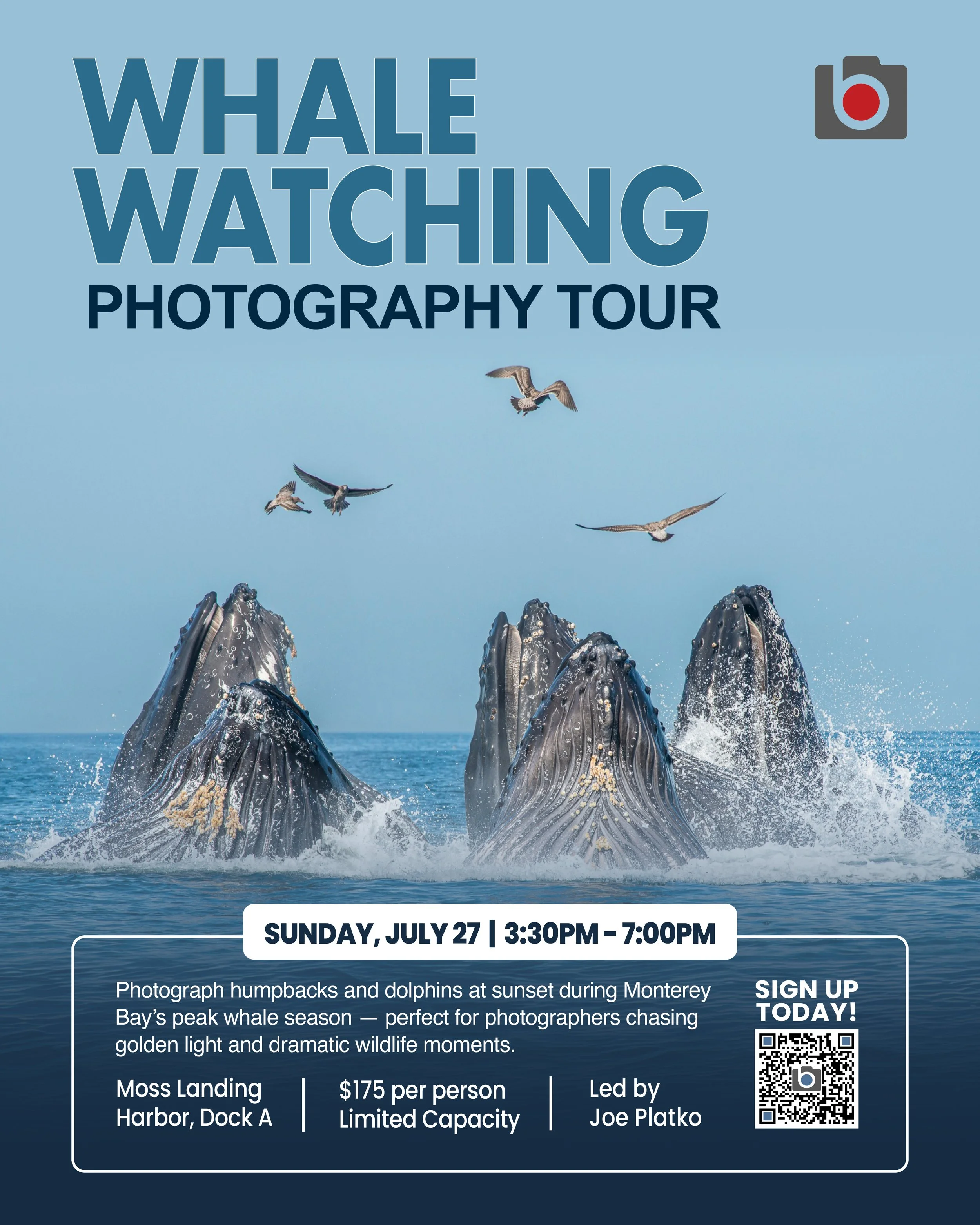 Humpback whales lunge feeding during sunset in Monterey Bay – July 27 photo tour poster.