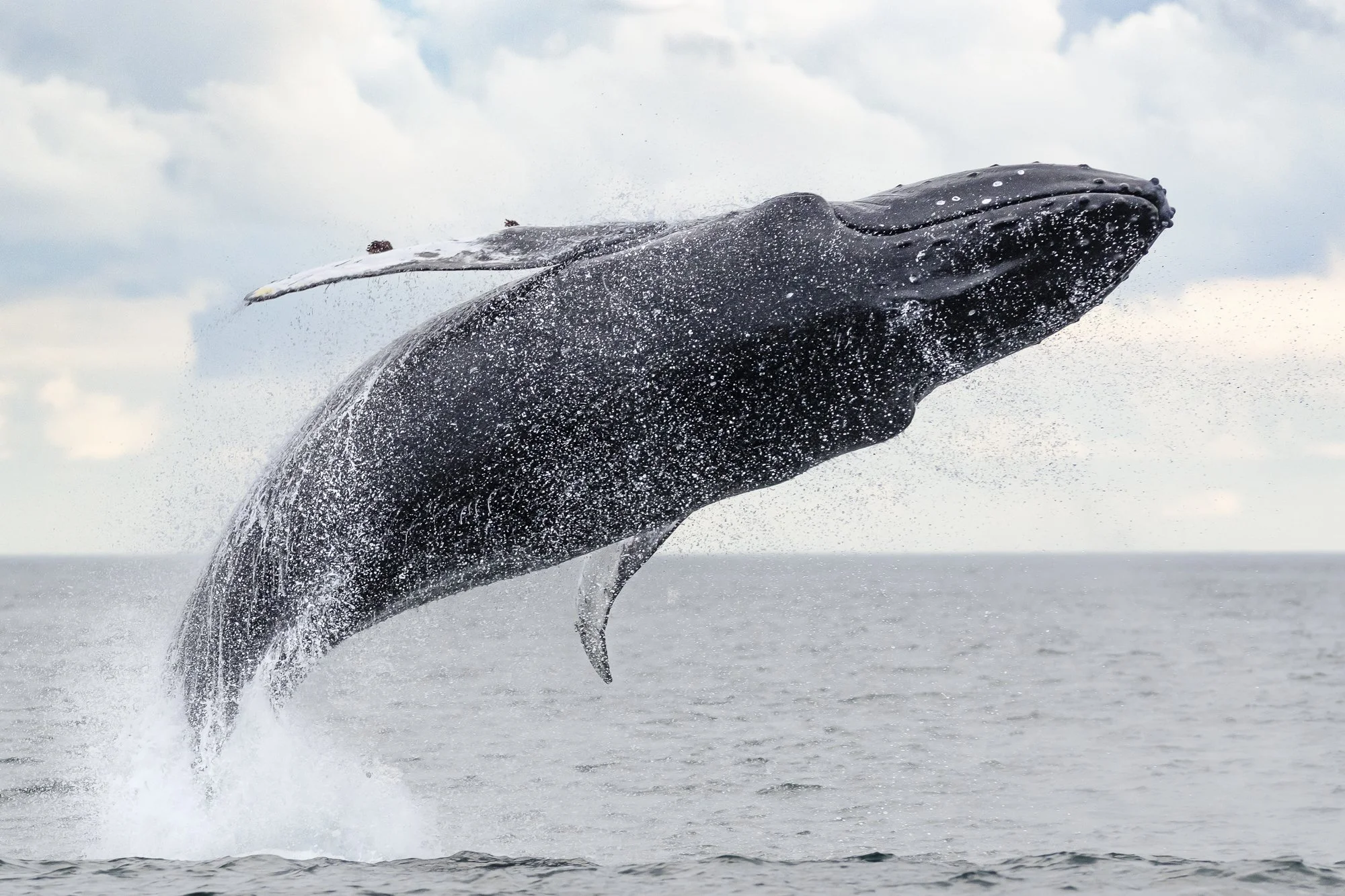 Airborne Giant - Humpback Whale Breaching.jpg