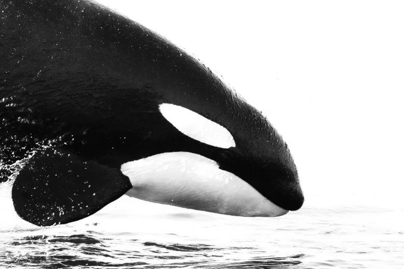 whalewatching_2022-10-04 at 9.17.48 AM 83.jpeg