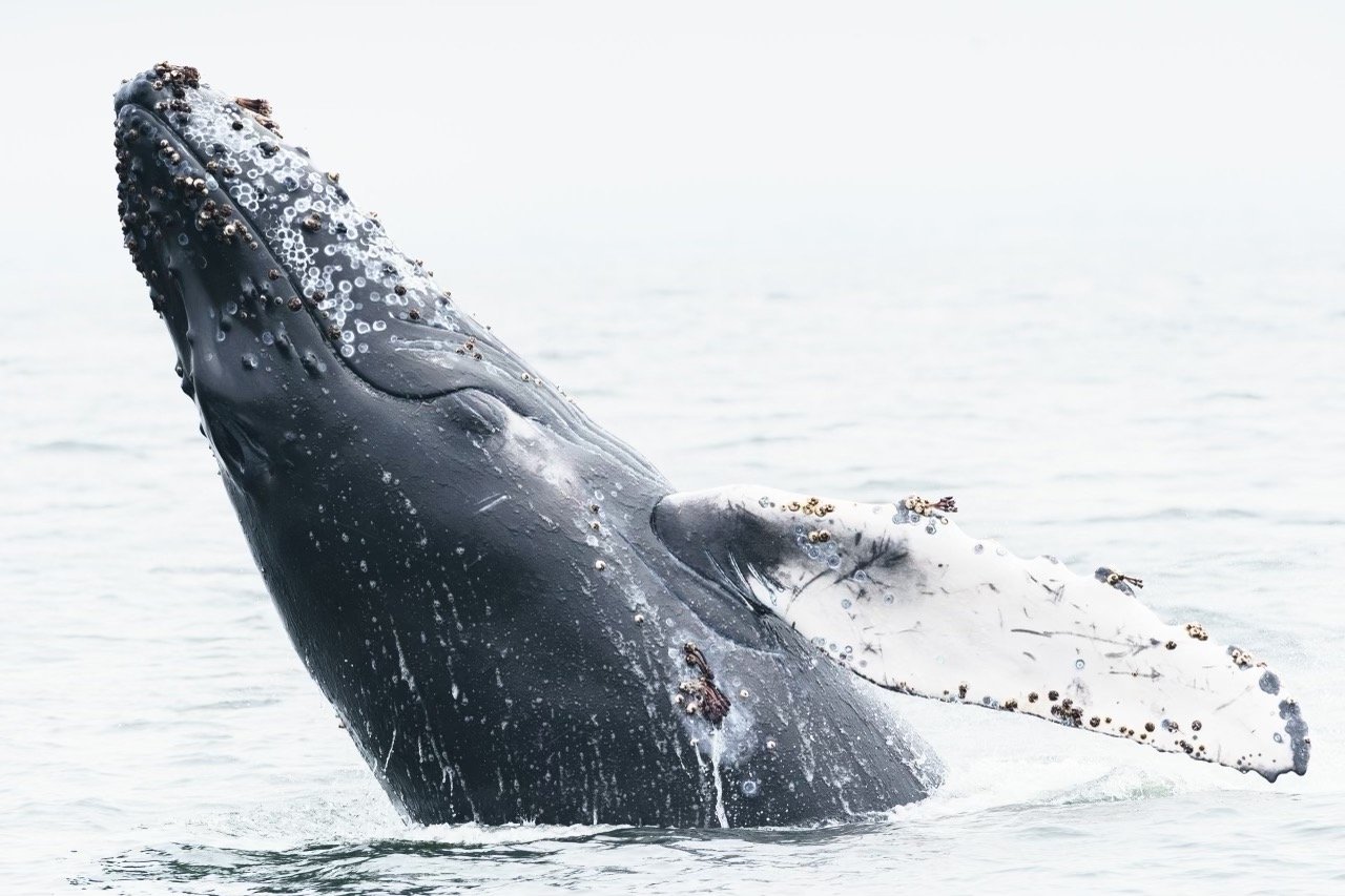 whalewatching_2021-07-26 at 7.46.43 PM 36.jpeg