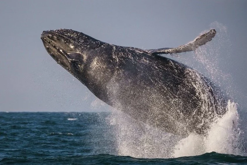 chase_whalewatching2020-10-31 at 8.36.07 PM 58.jpeg