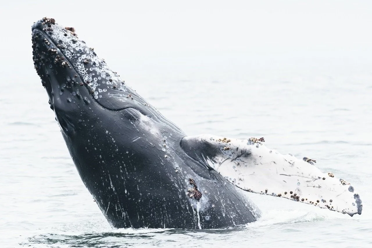 whalewatching_2021-07-26 at 7.46.43 PM 36.jpeg