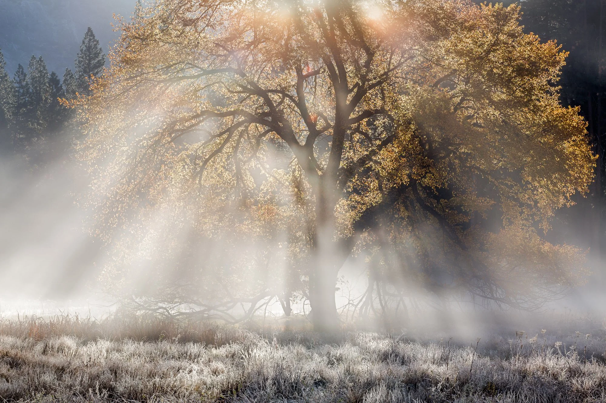 Autumn Elm and Sunbeams 2014 ©WILLIAM NEILL.jpg