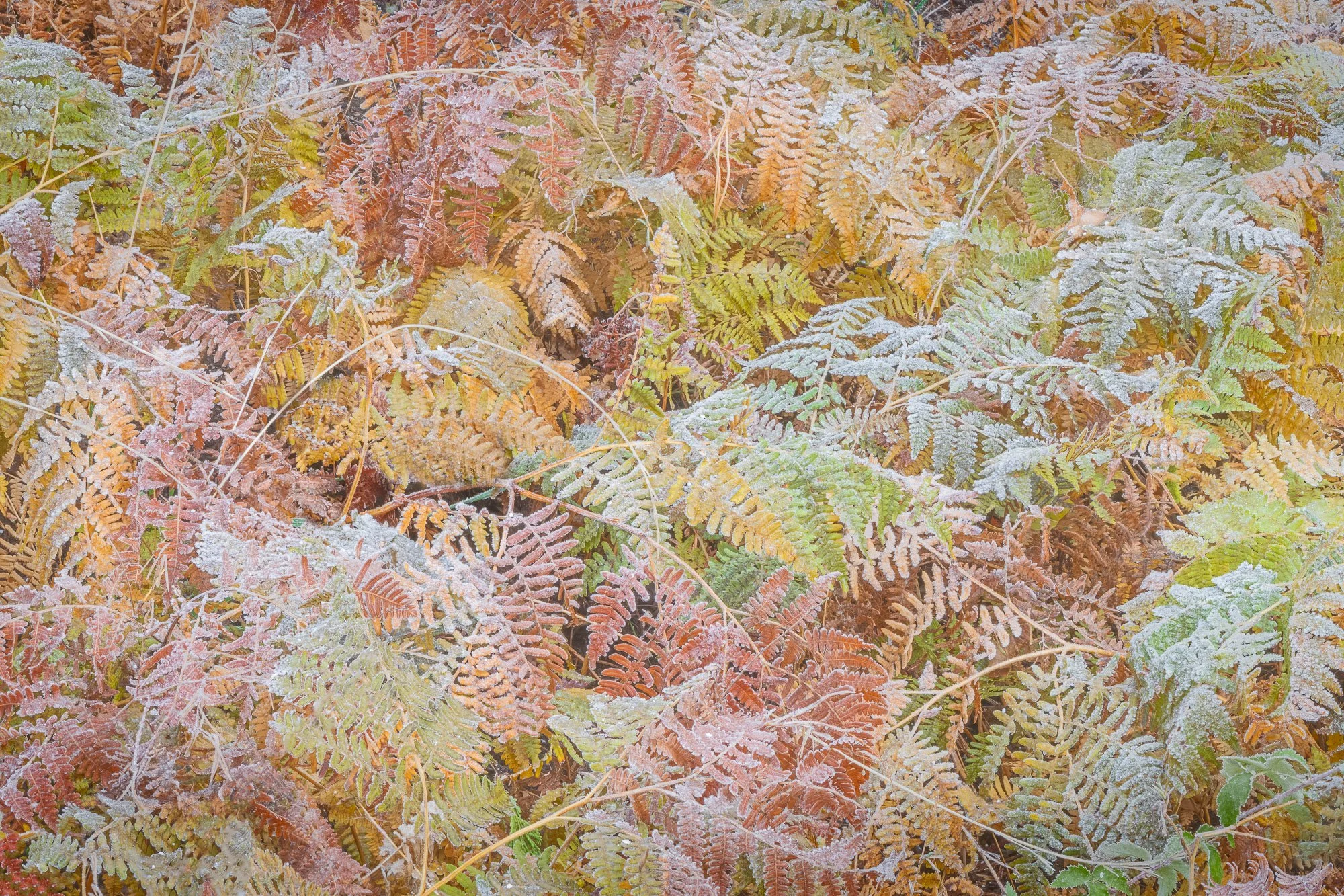 Ferns, Yosemite Valley 2022 ©WILLIAM NEILL.jpg