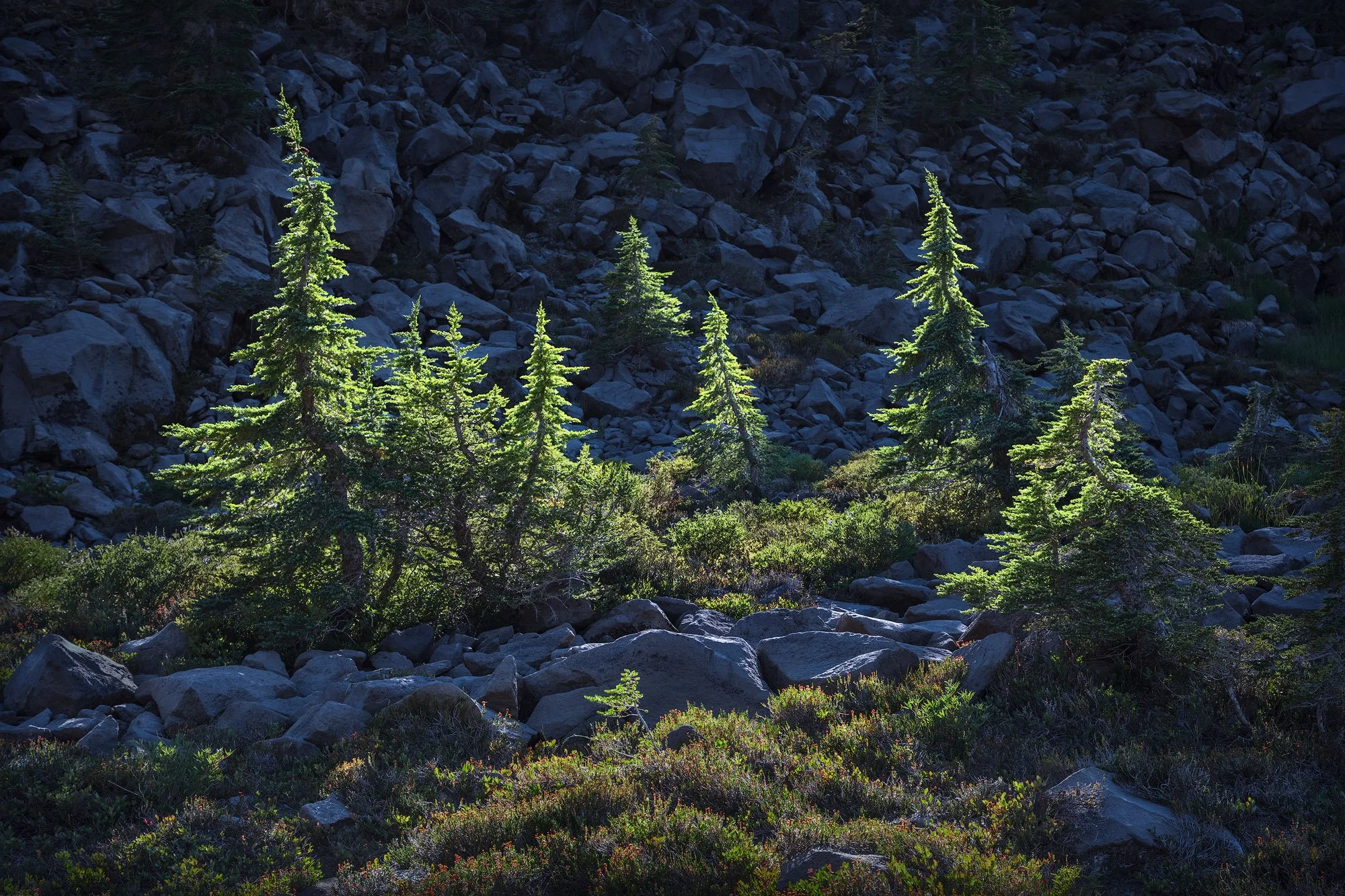 Sunlit alpine pine trees glowing against a dark rocky mountainside with lush green undergrowth.