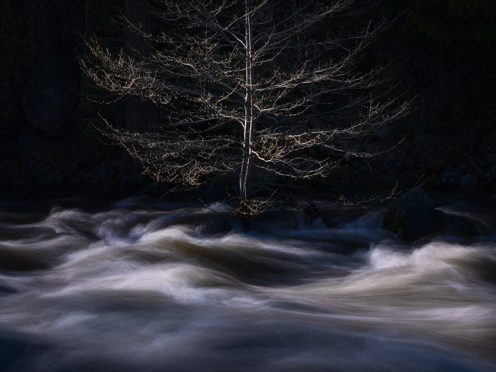 A lone tree illuminated in darkness stands in the rushing Merced River, with silky white water flowing beneath moonlit forest shadows.