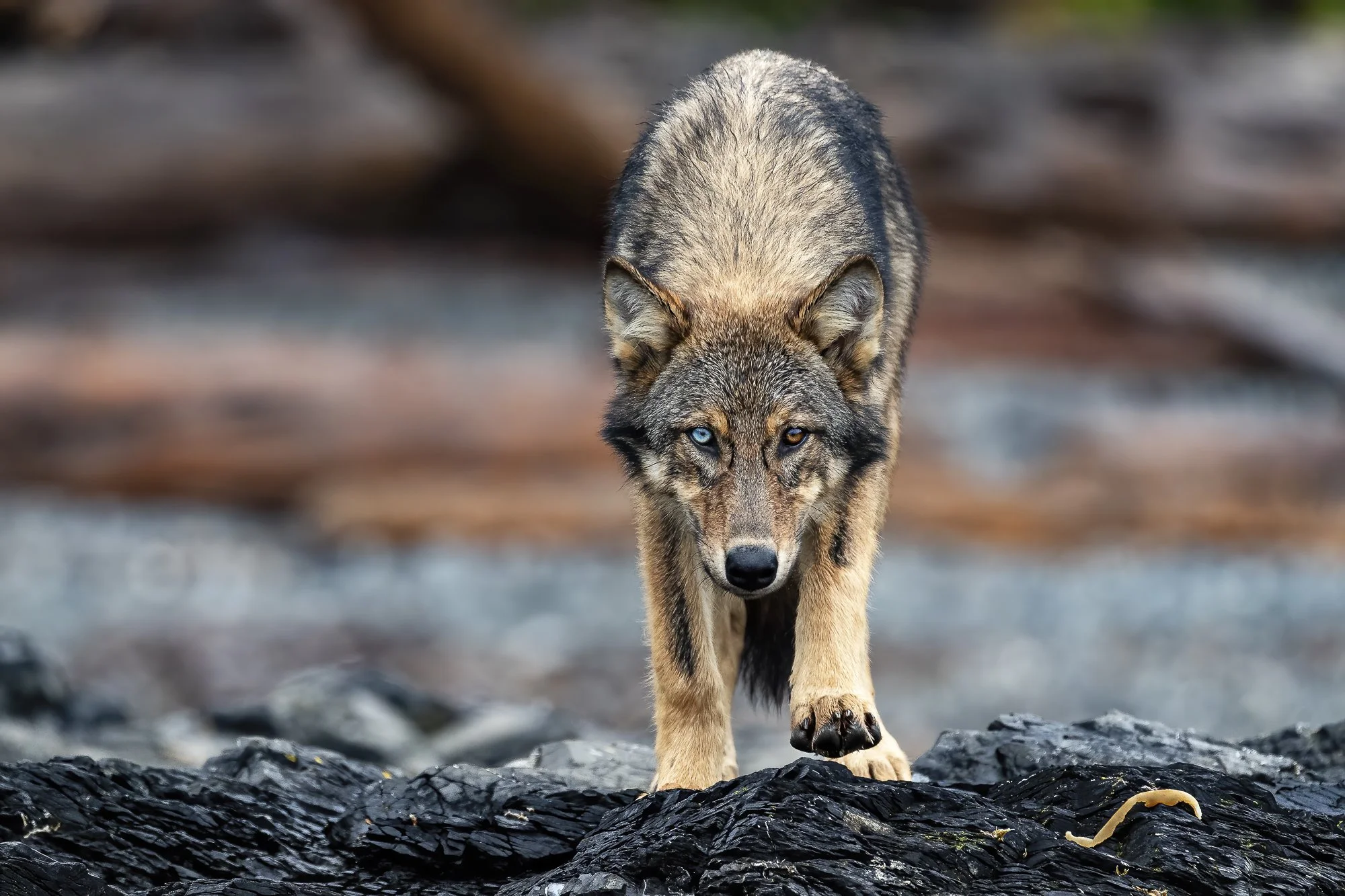 Sea Wolf Wanderer