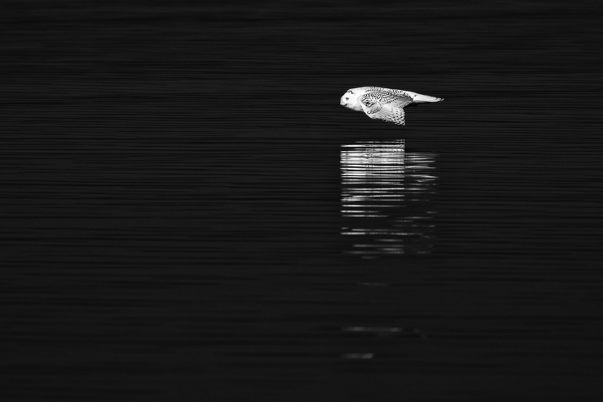 White Owl, Black Water