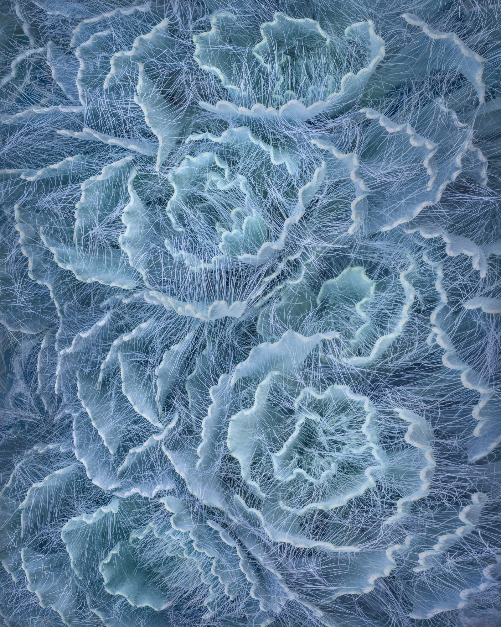 Intricate blue-green succulent rosettes layered with delicate white filaments, creating a soft, abstract botanical texture.