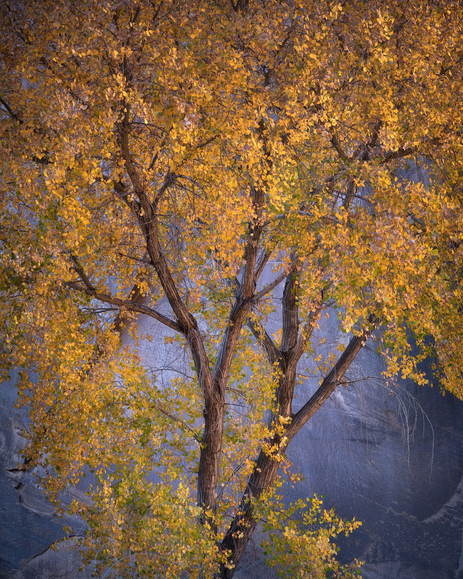 Golden autumn tree with vibrant yellow leaves standing against a smooth granite cliff face in soft, natural light.