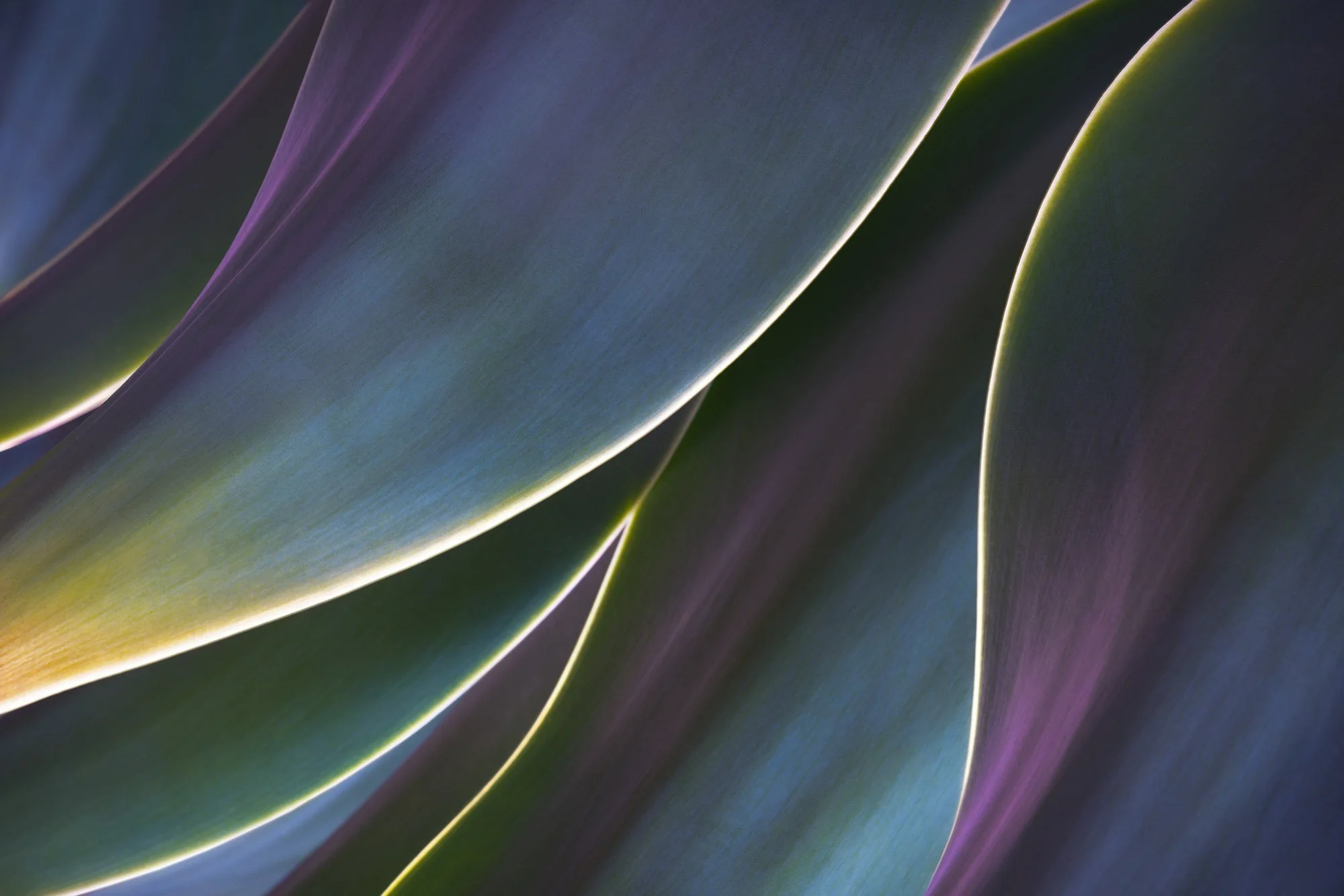 Abstract close-up of agave leaves with smooth curves and green, purple, and blue gradients by Alex Noriega.
