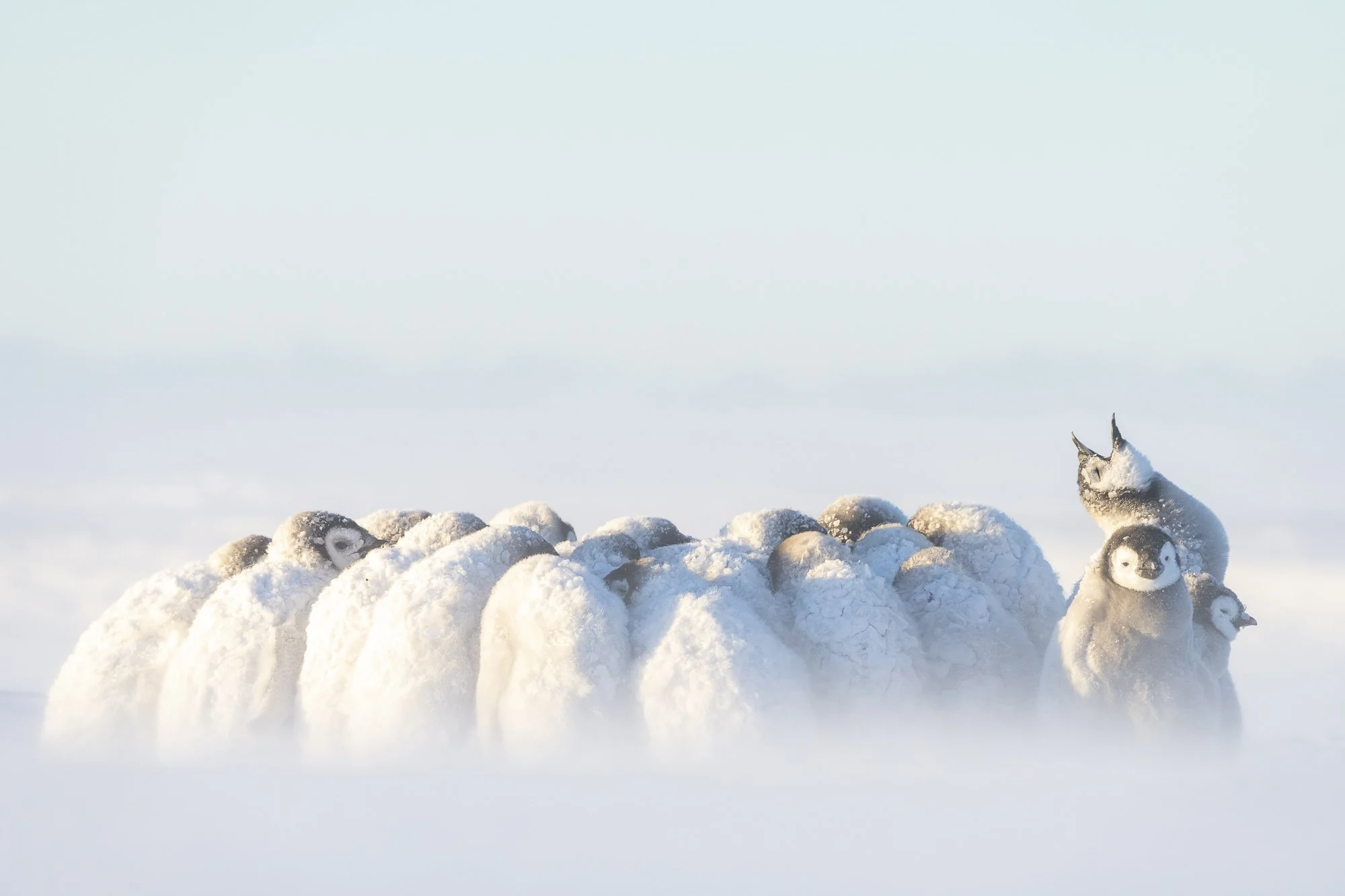 Polar Chorus
