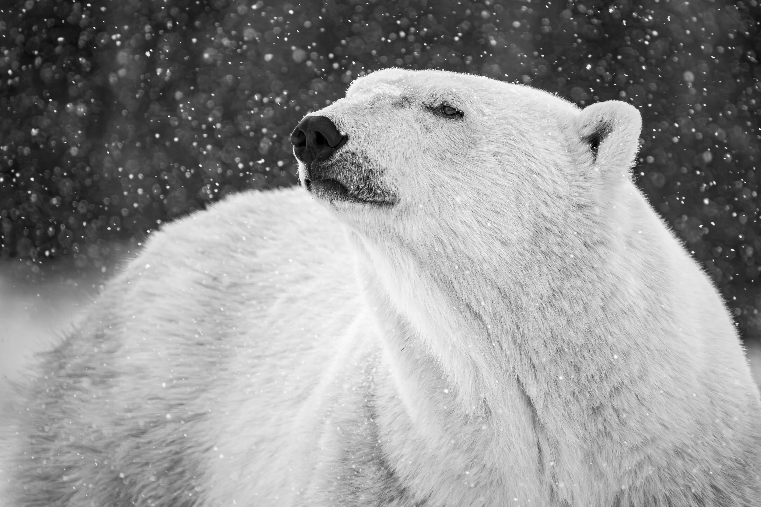 A polar bear sniffs the air in Churchill Manitoba