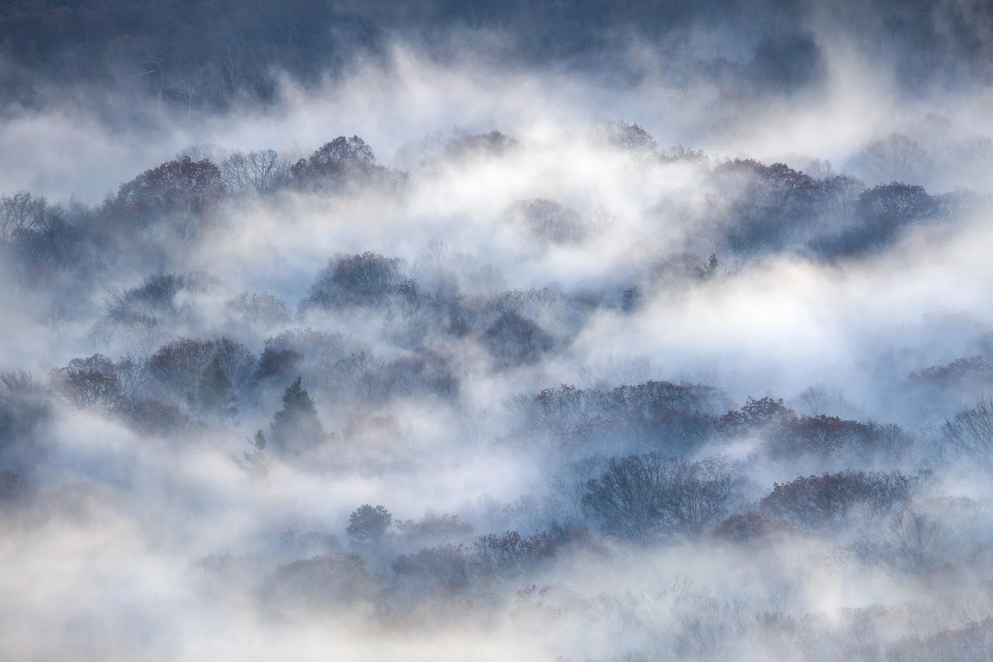 Misty forest canopy with layers of trees emerging through soft morning fog, photographed by Alex Noriega.