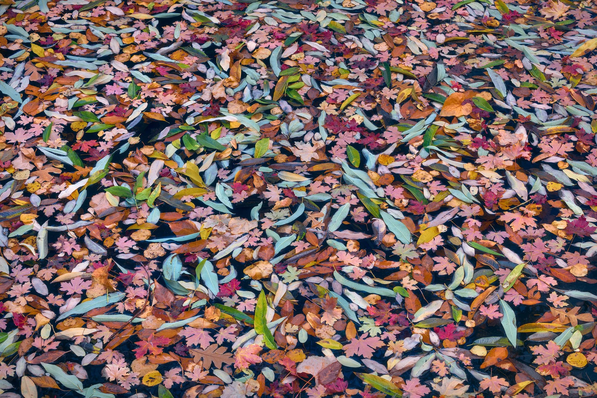 Colorful autumn leaves floating on dark water, creating a textured pattern of reds, greens, and golds.