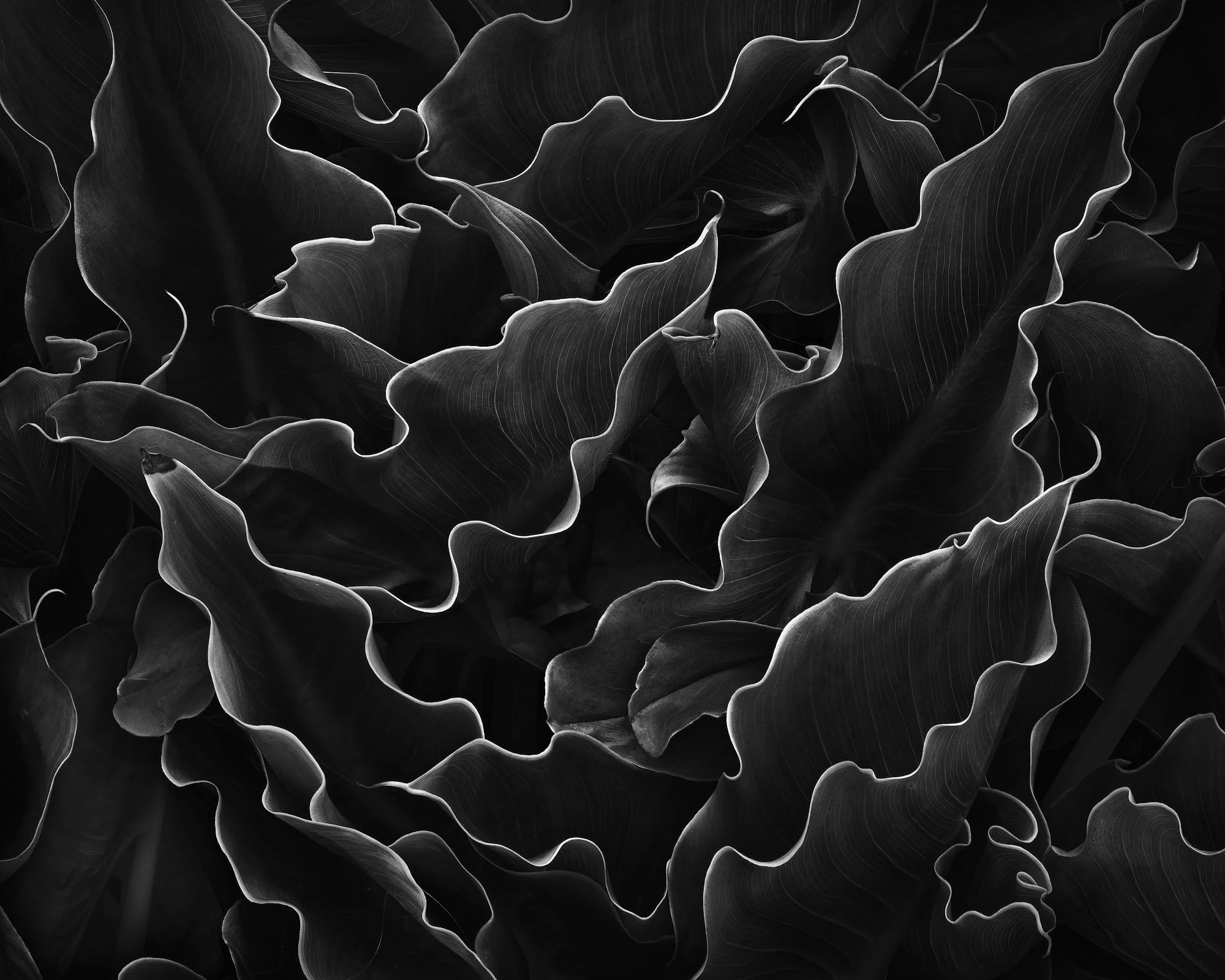 Dark, flowing leaves form abstract flame-like shapes in a high-contrast black and white composition.