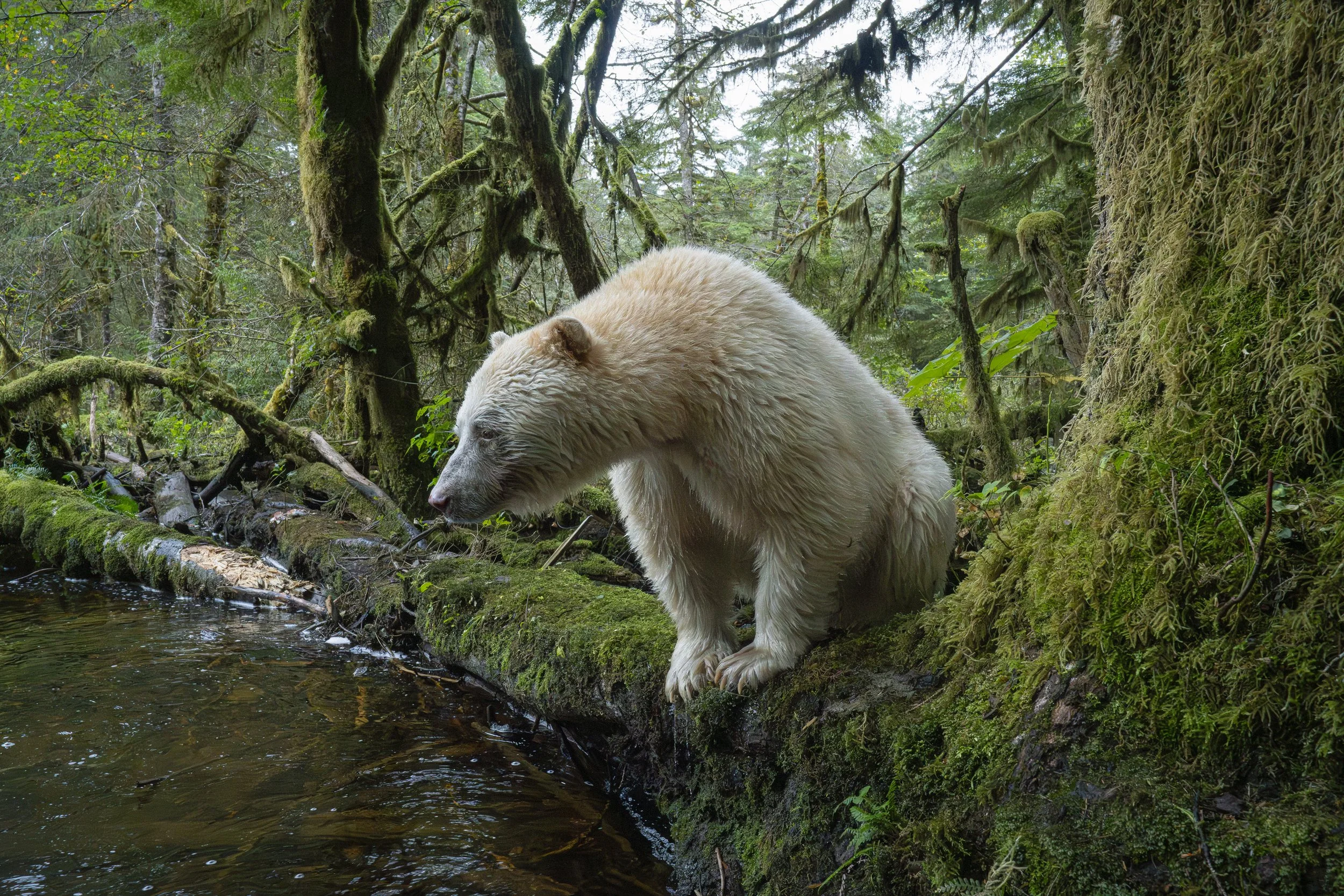 King of the Rainforest