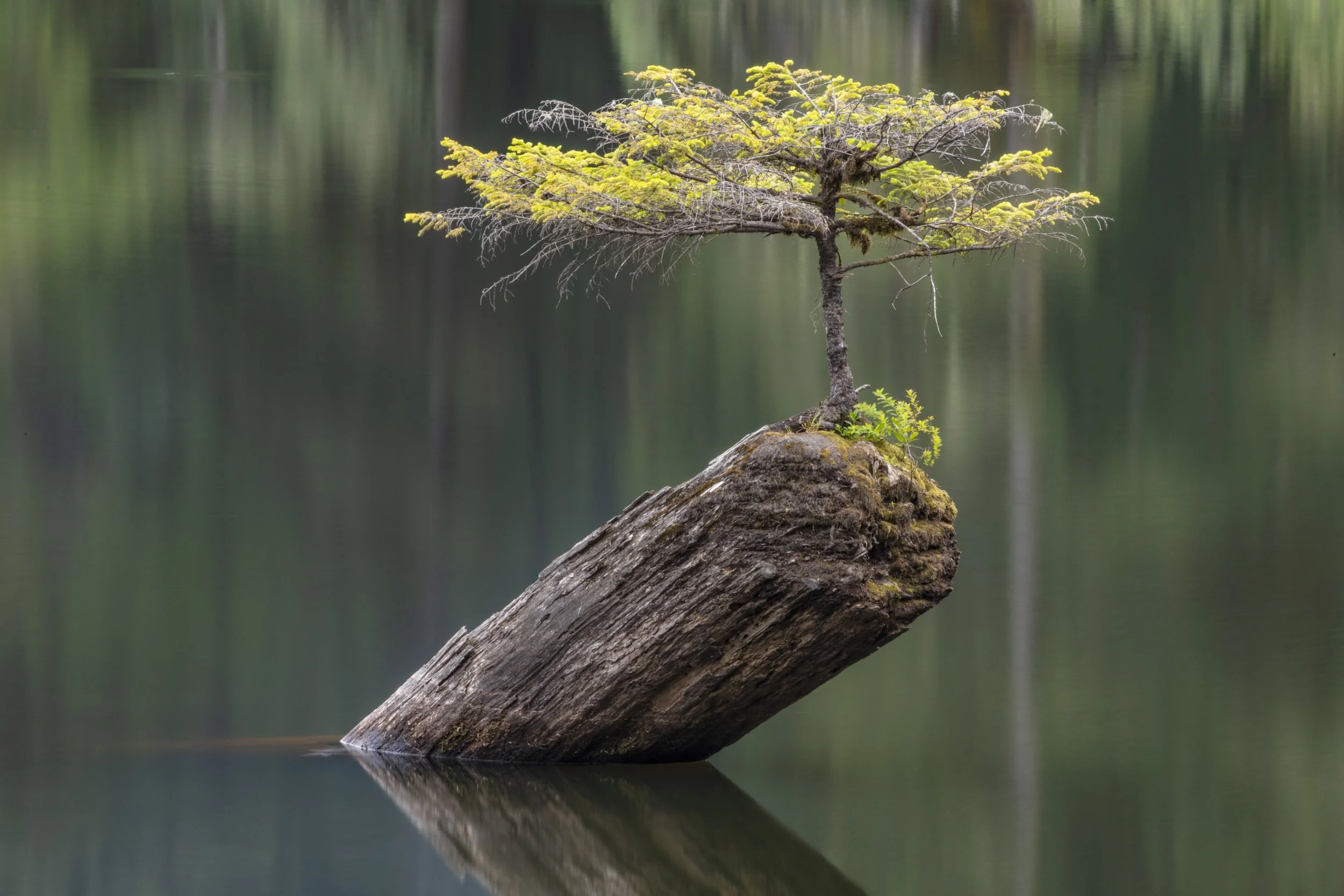 A bonsai douglas fir tree sits on a stump in a lake.