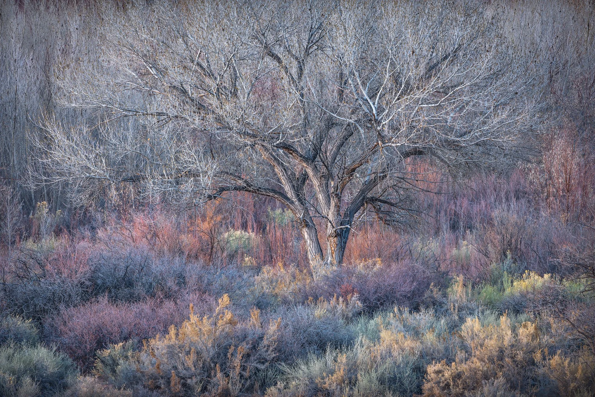 A solitary leafless tree stands among soft pastel desert shrubs in muted tones of blue, pink, and gold.
