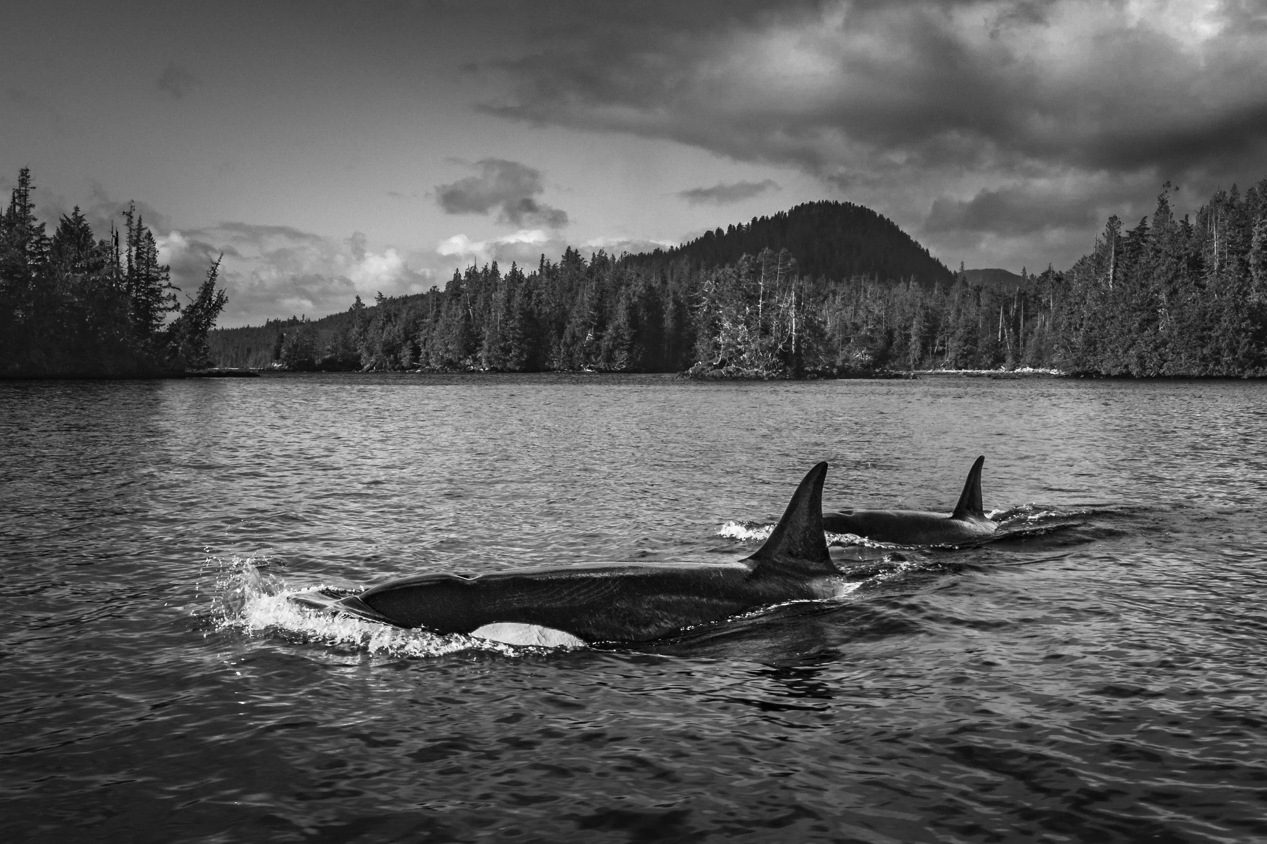 Two killer whales surface while travelling through the Great Bear Rainforest
