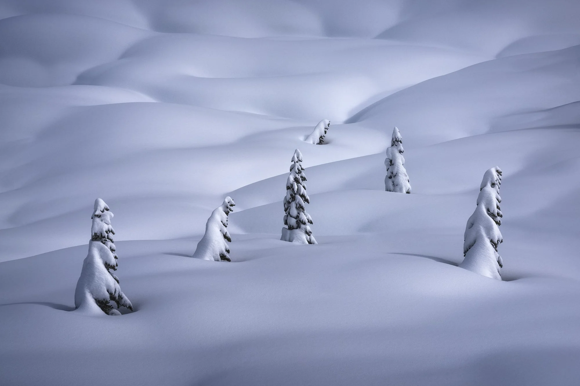 Snow-covered evergreen trees standing in smooth, rolling winter drifts under soft light