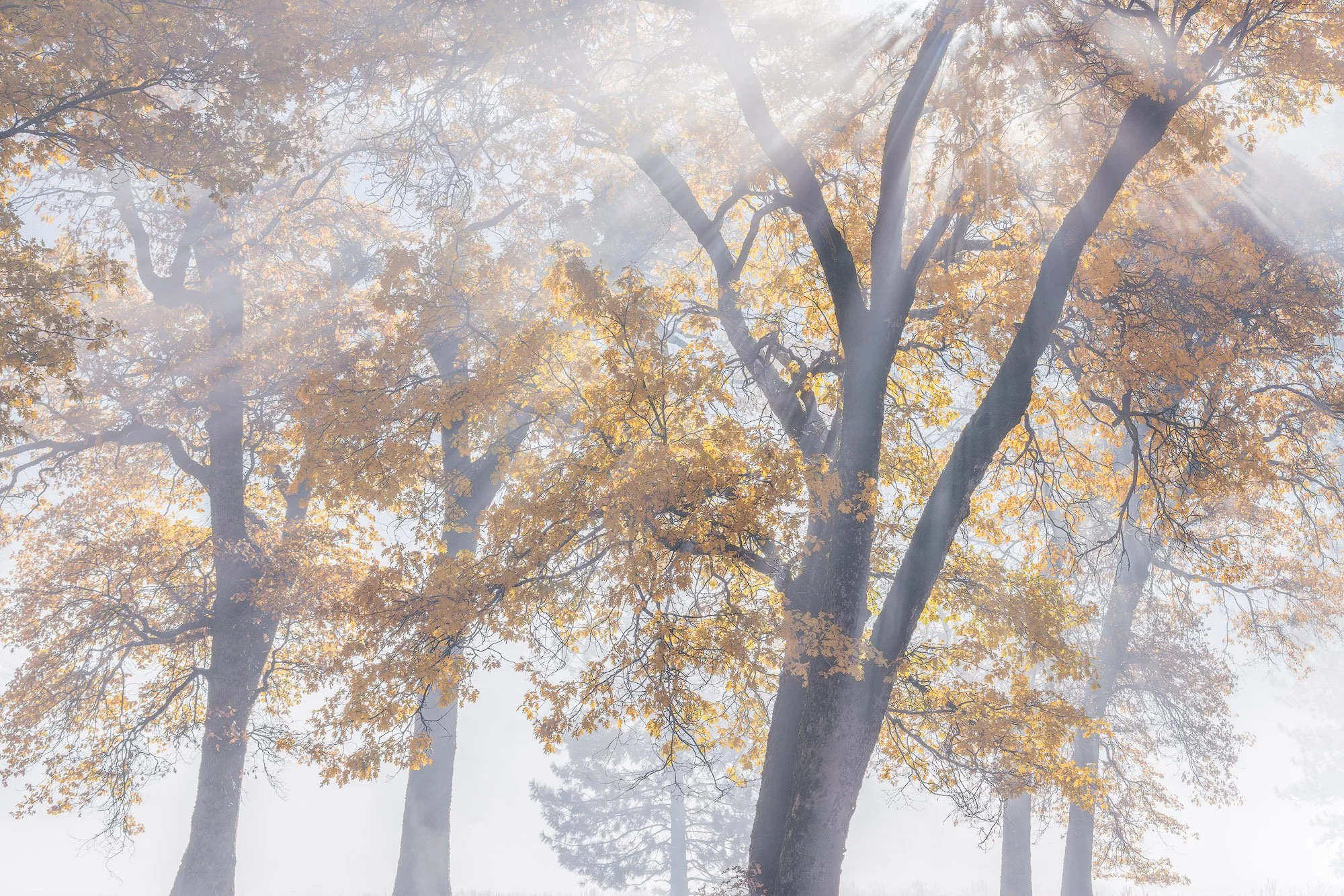 Golden oak trees glowing through soft morning fog with sun rays filtering through the branches.