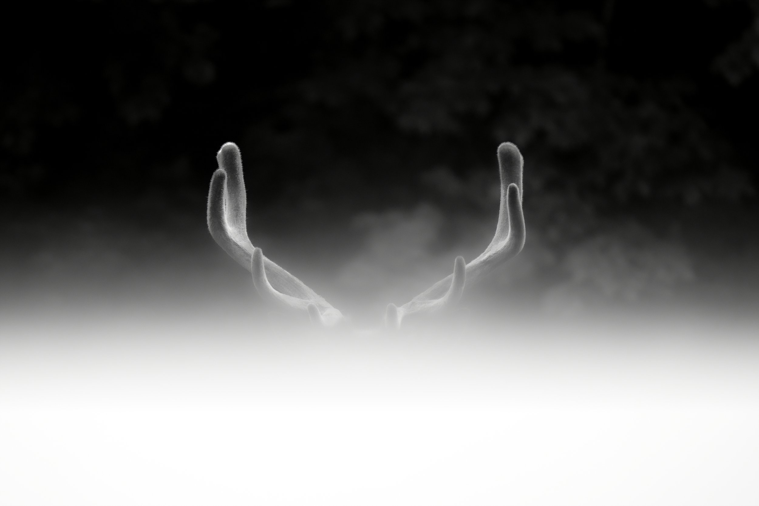 Arcane Antlers