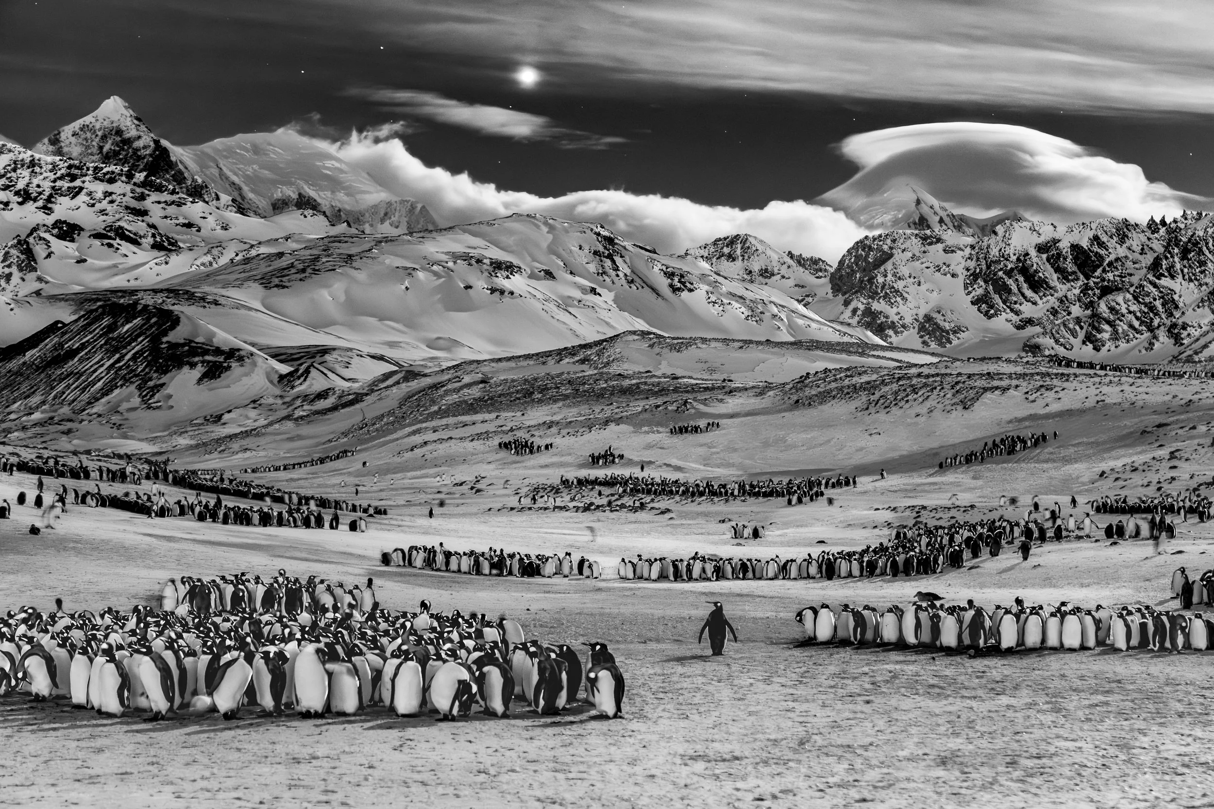 King penguins rest overnight in the snowy landscape of South Georgia, illuminated by the moon and stars.