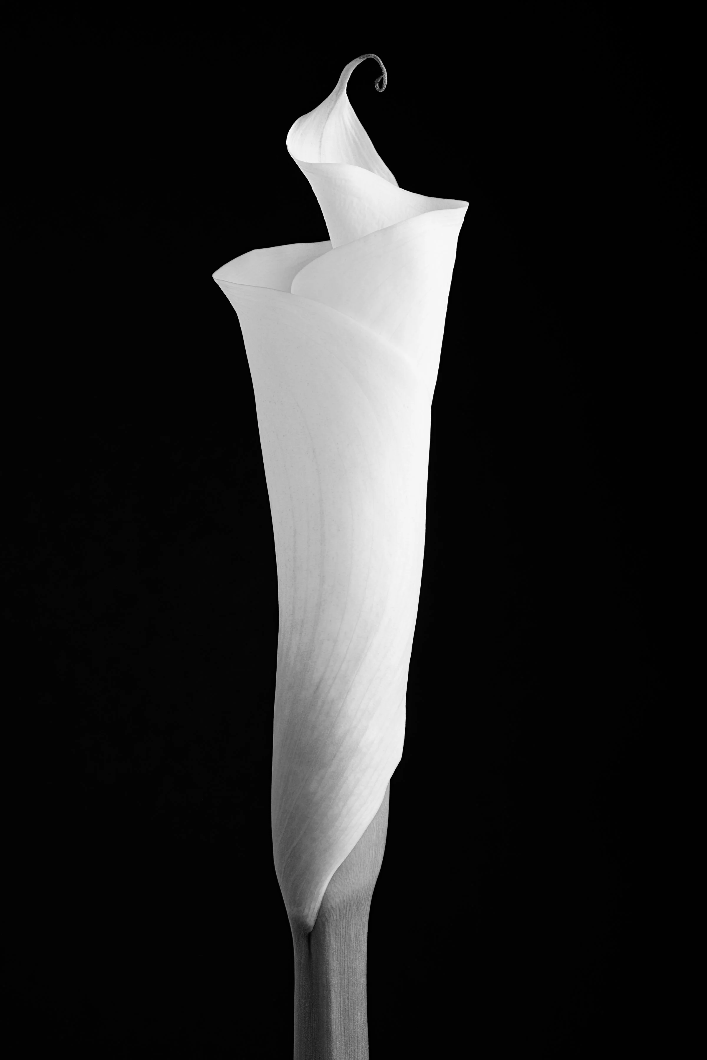 Calla Lily Five