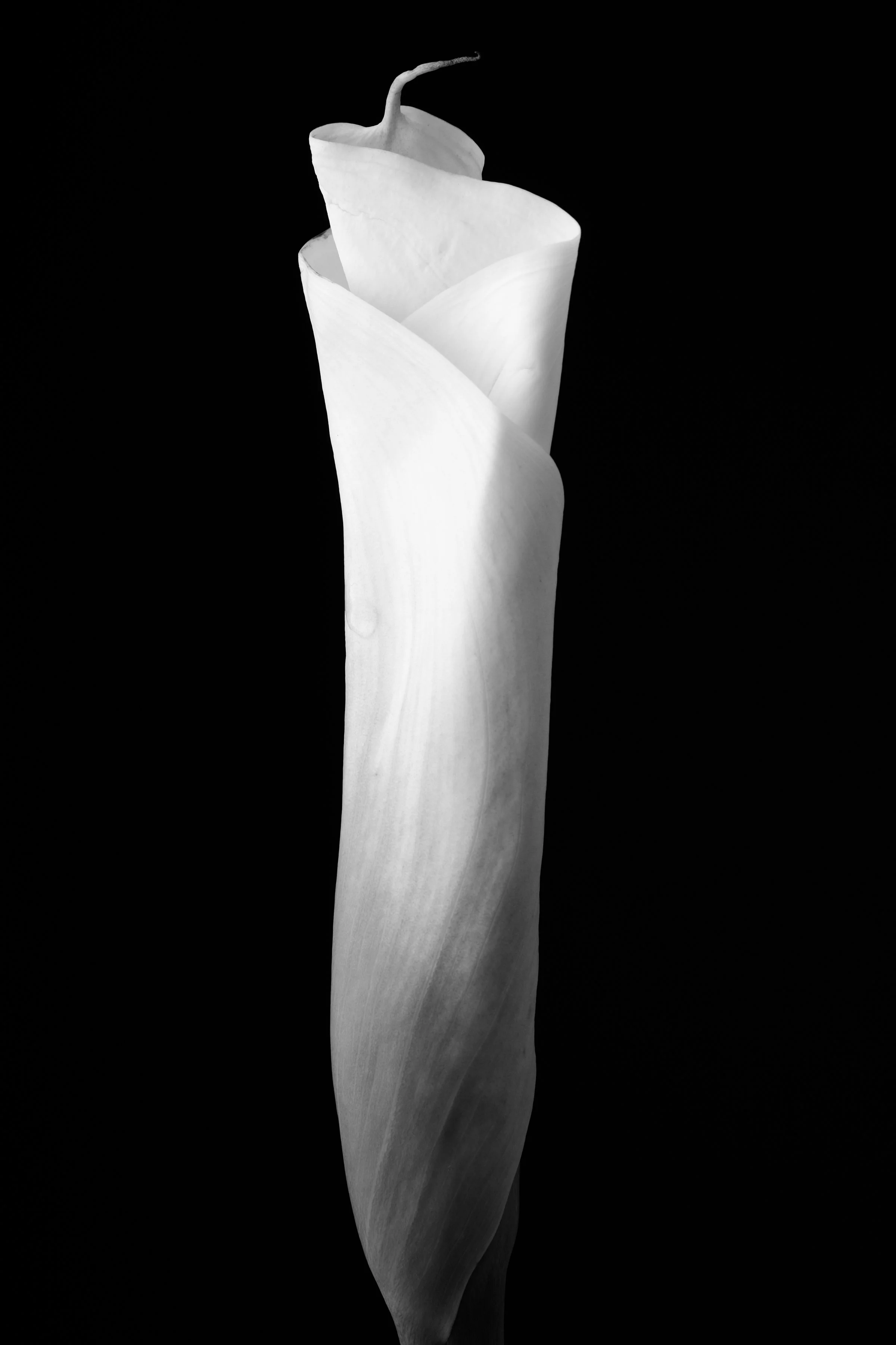 Calla Lily Forty-Seven