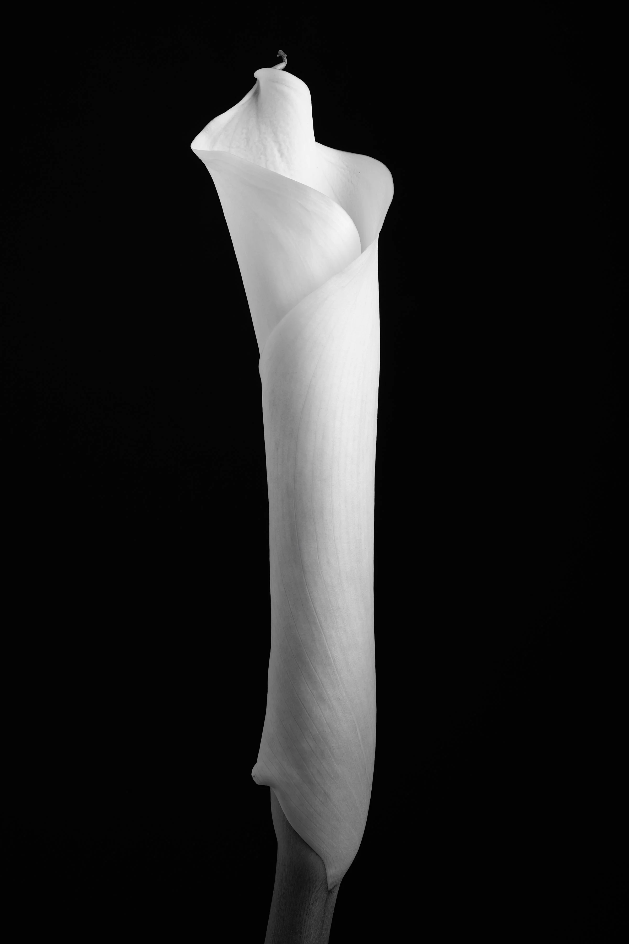 Calla Lily Fourteen