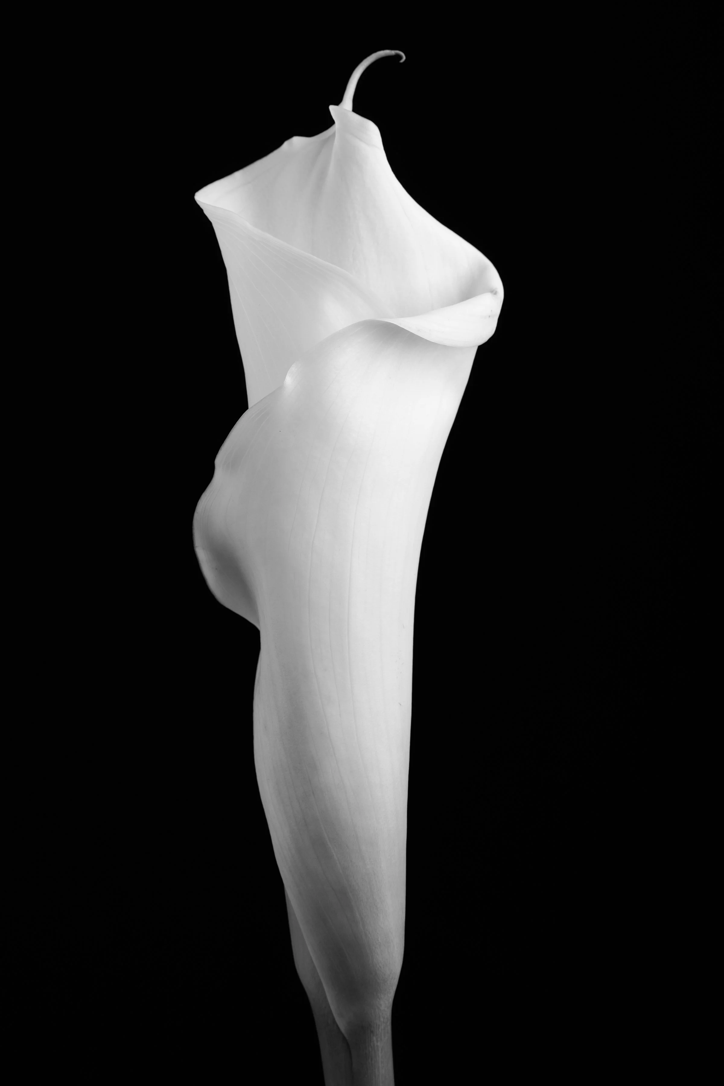 Calla Lily Seventy-Two