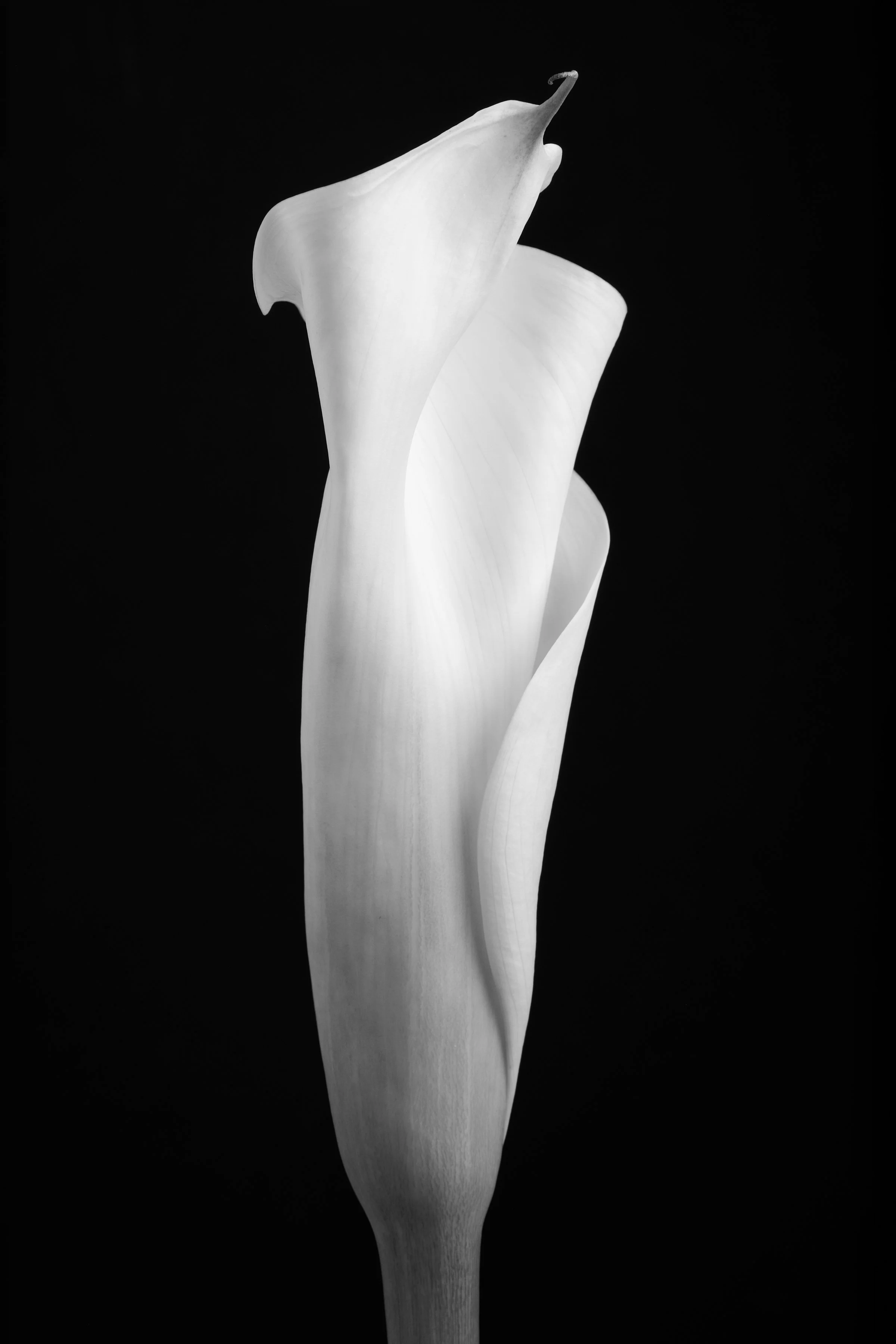Calla Lily Sixty-Three