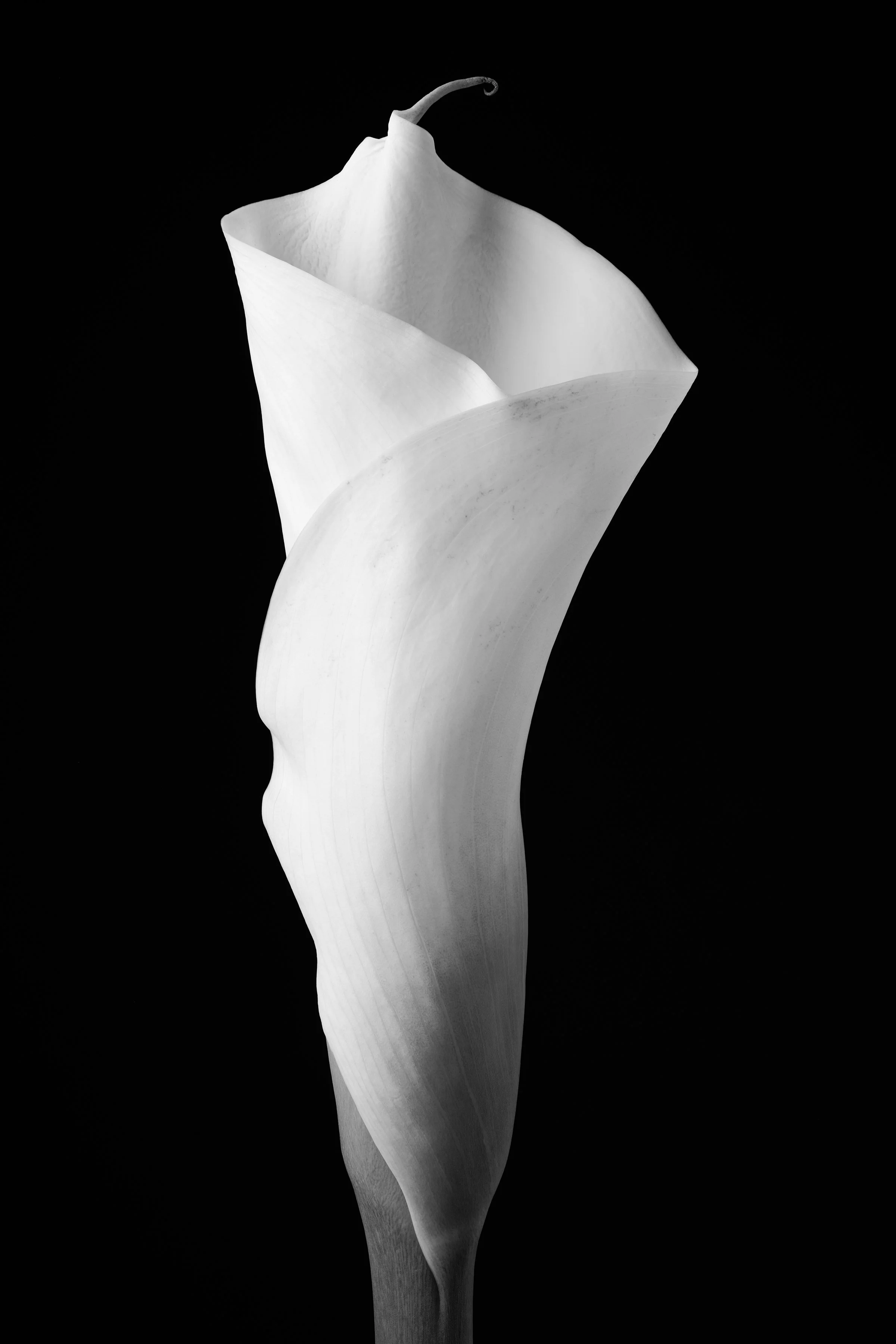 Calla Lily Twenty-Three