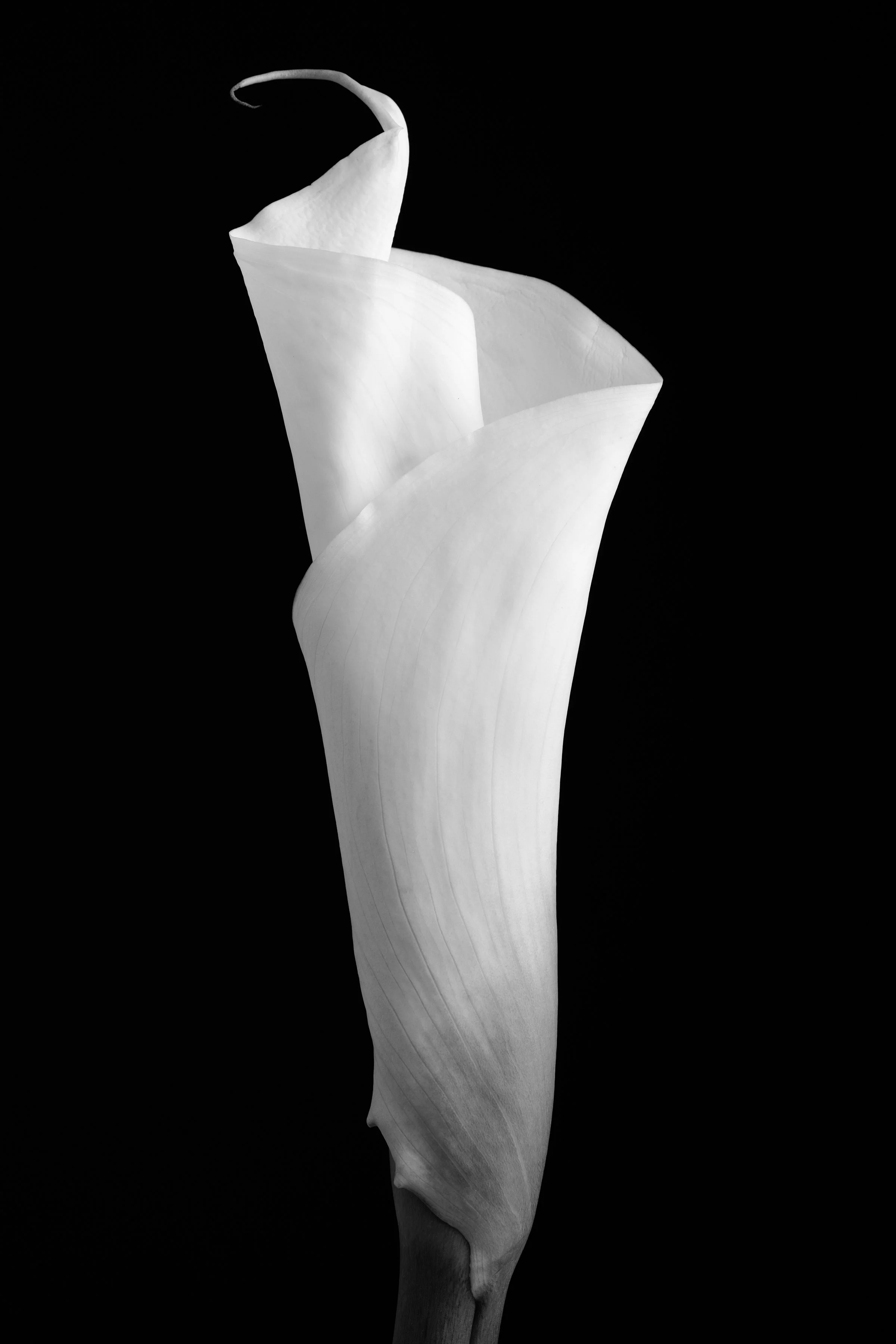 Calla Lily Thirty-Three