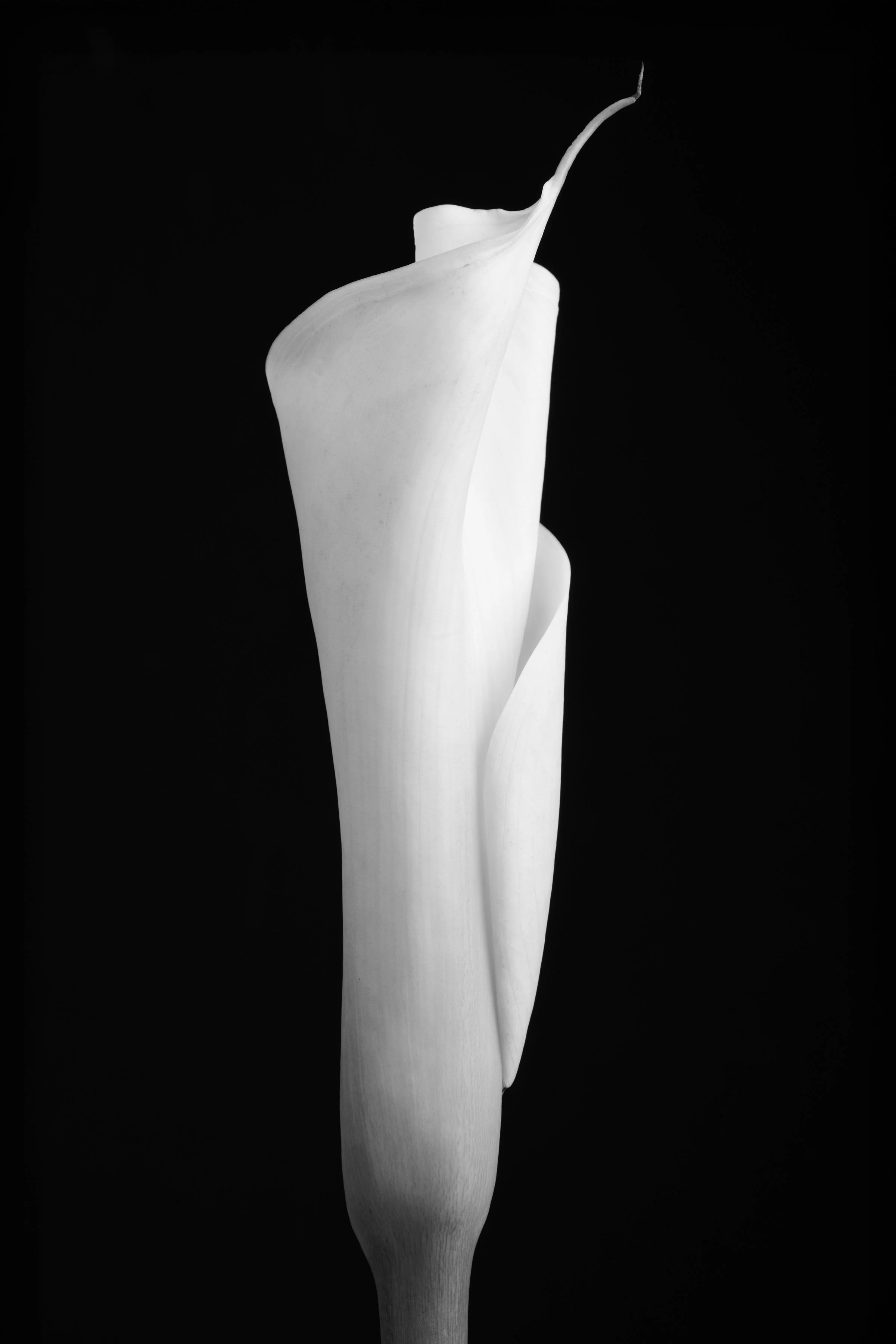 Calla Lily Fifty-Nine